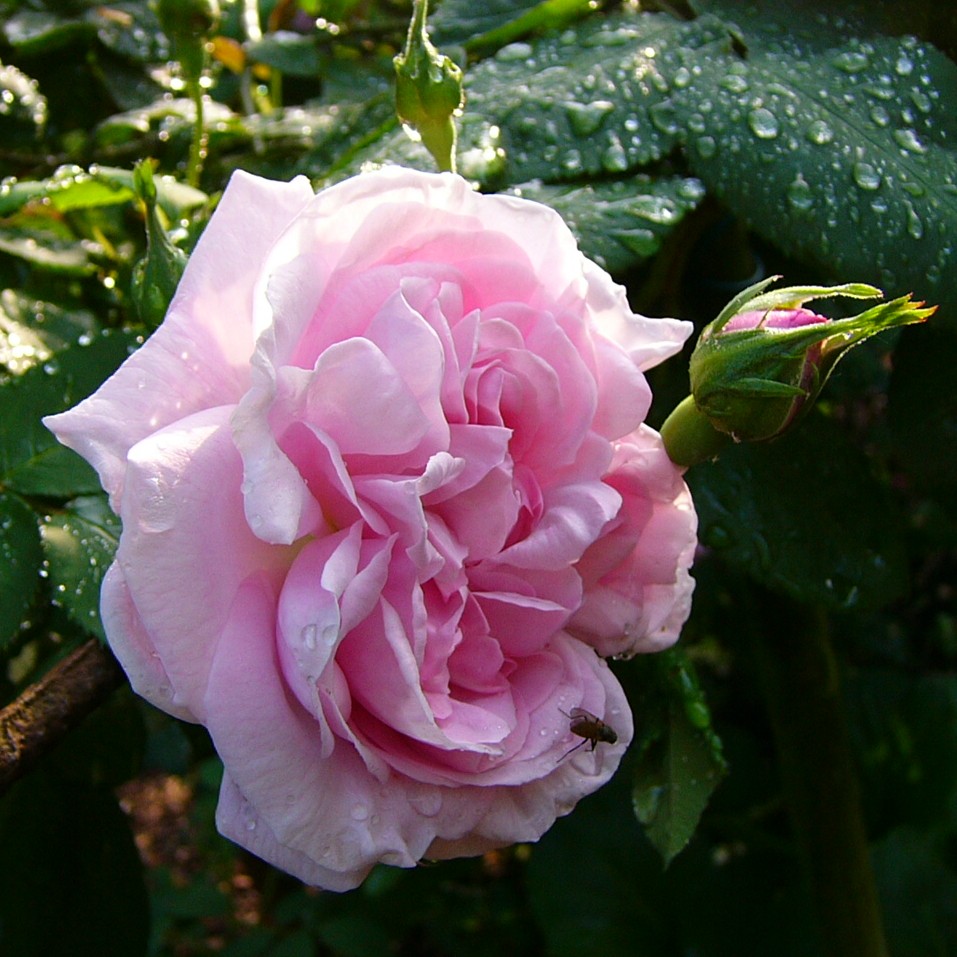 Fantin Latour – Bild 5
