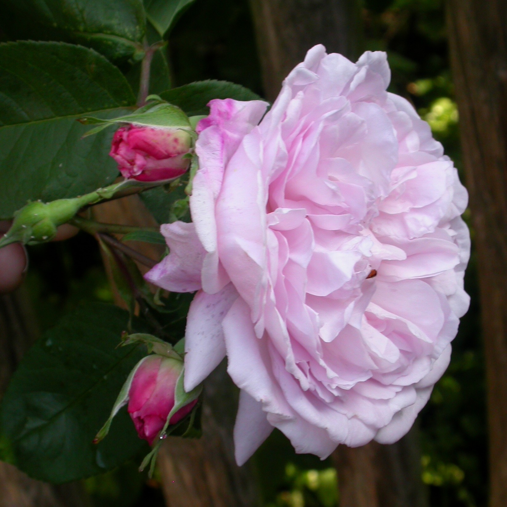 Fantin Latour – Bild 8