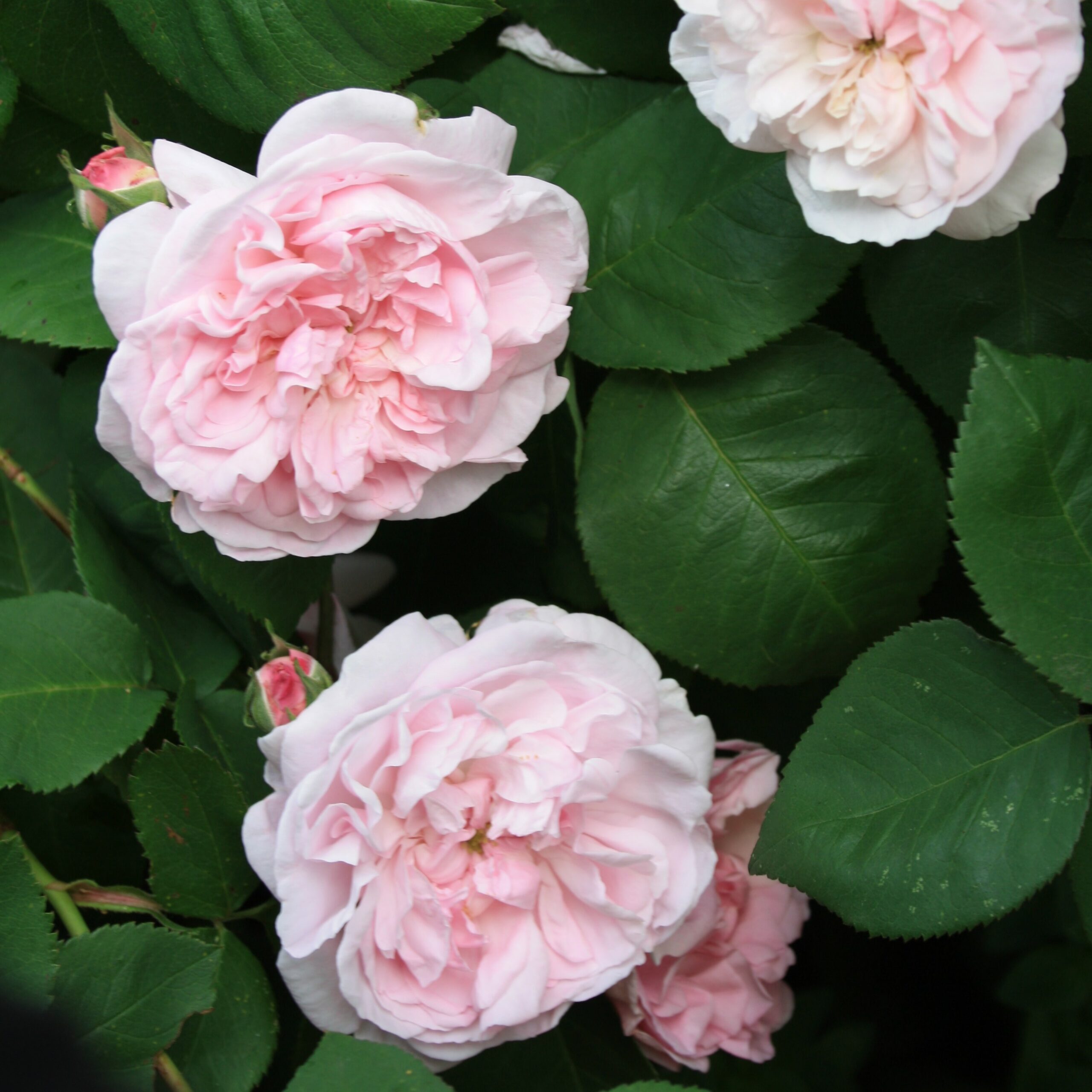Fantin Latour – Bild 9