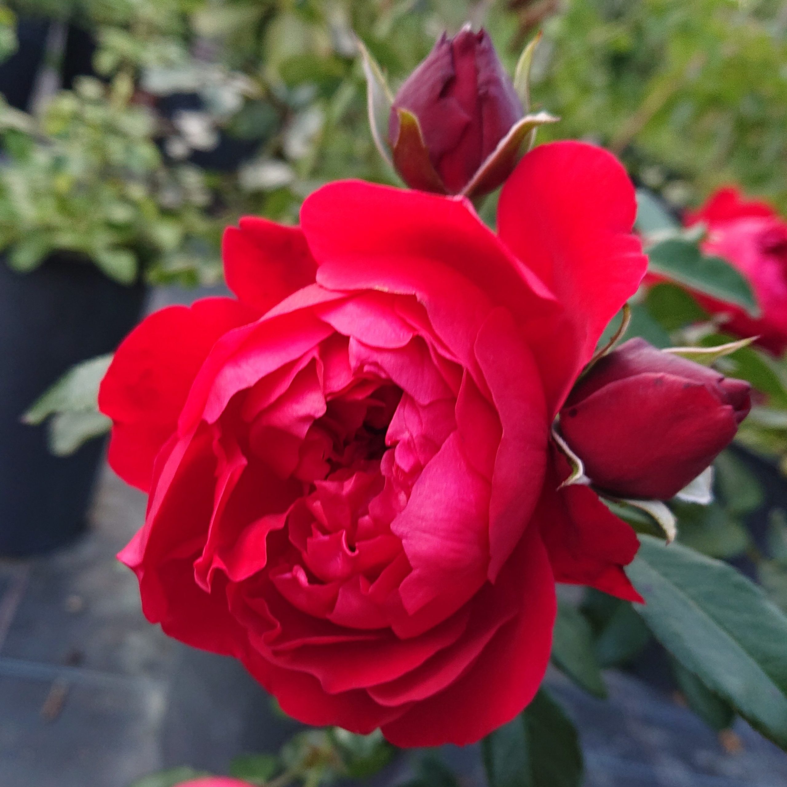 Florentina – Bild 4