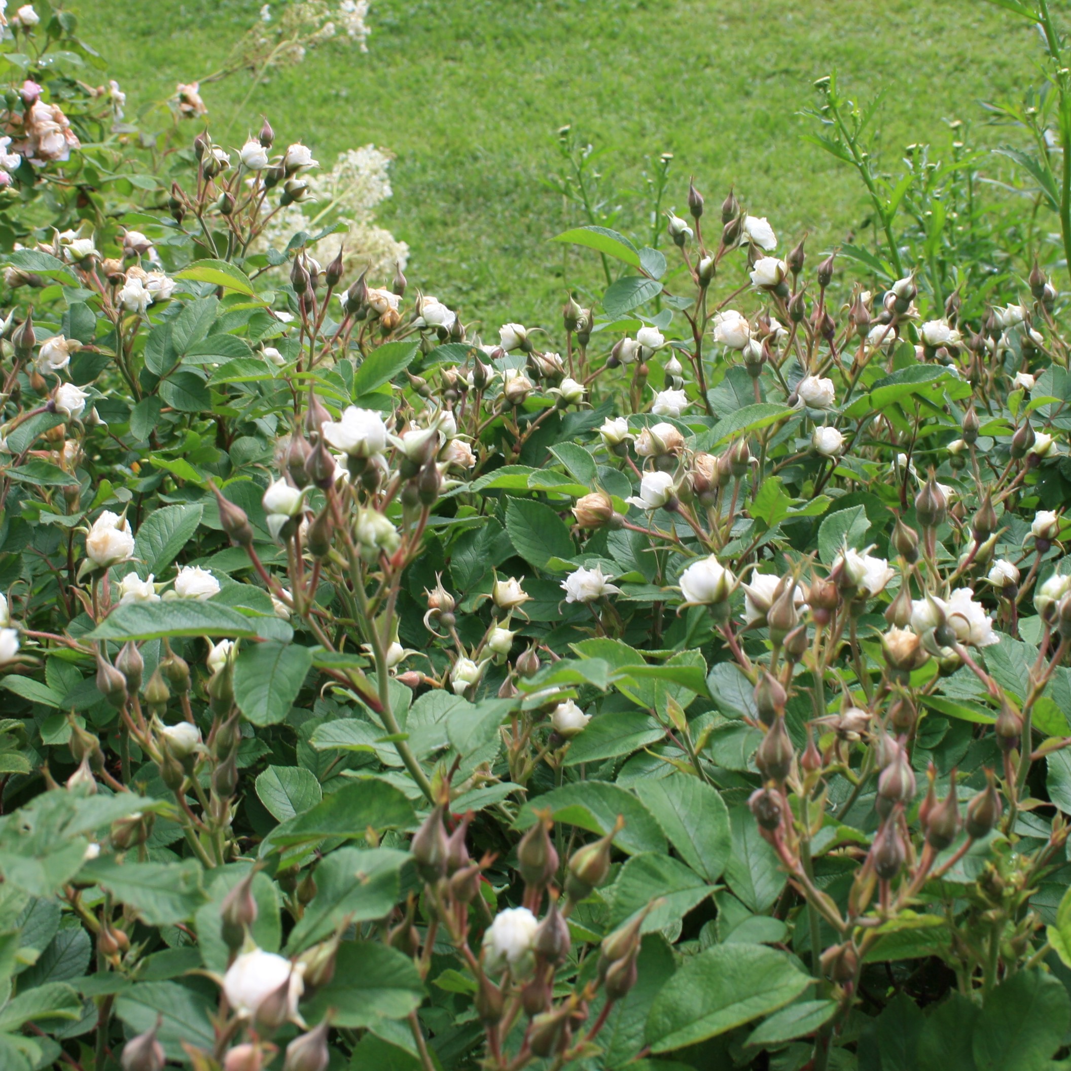 Greenhorn – Bild 4