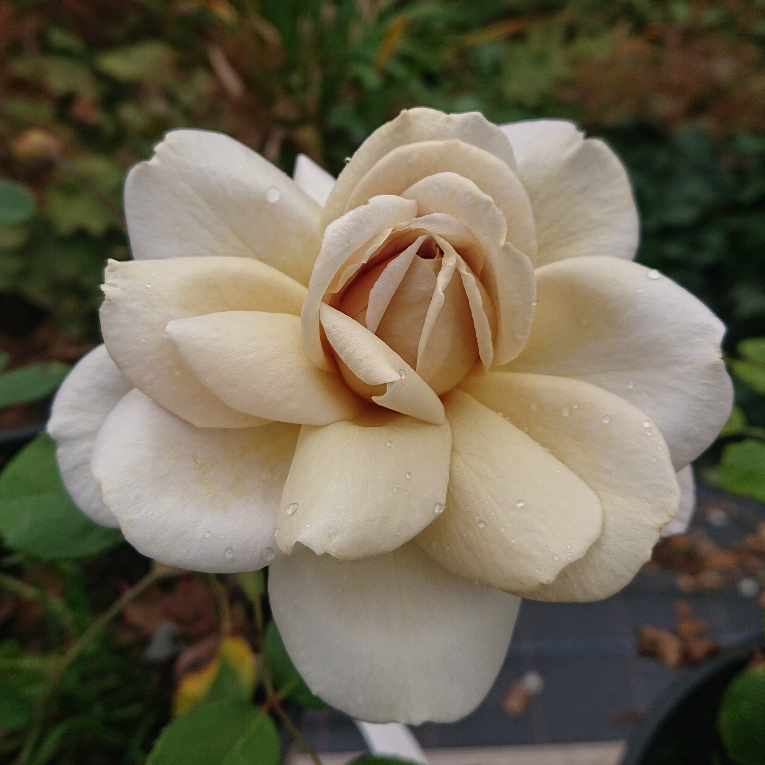 Grey Dawn – Bild 14