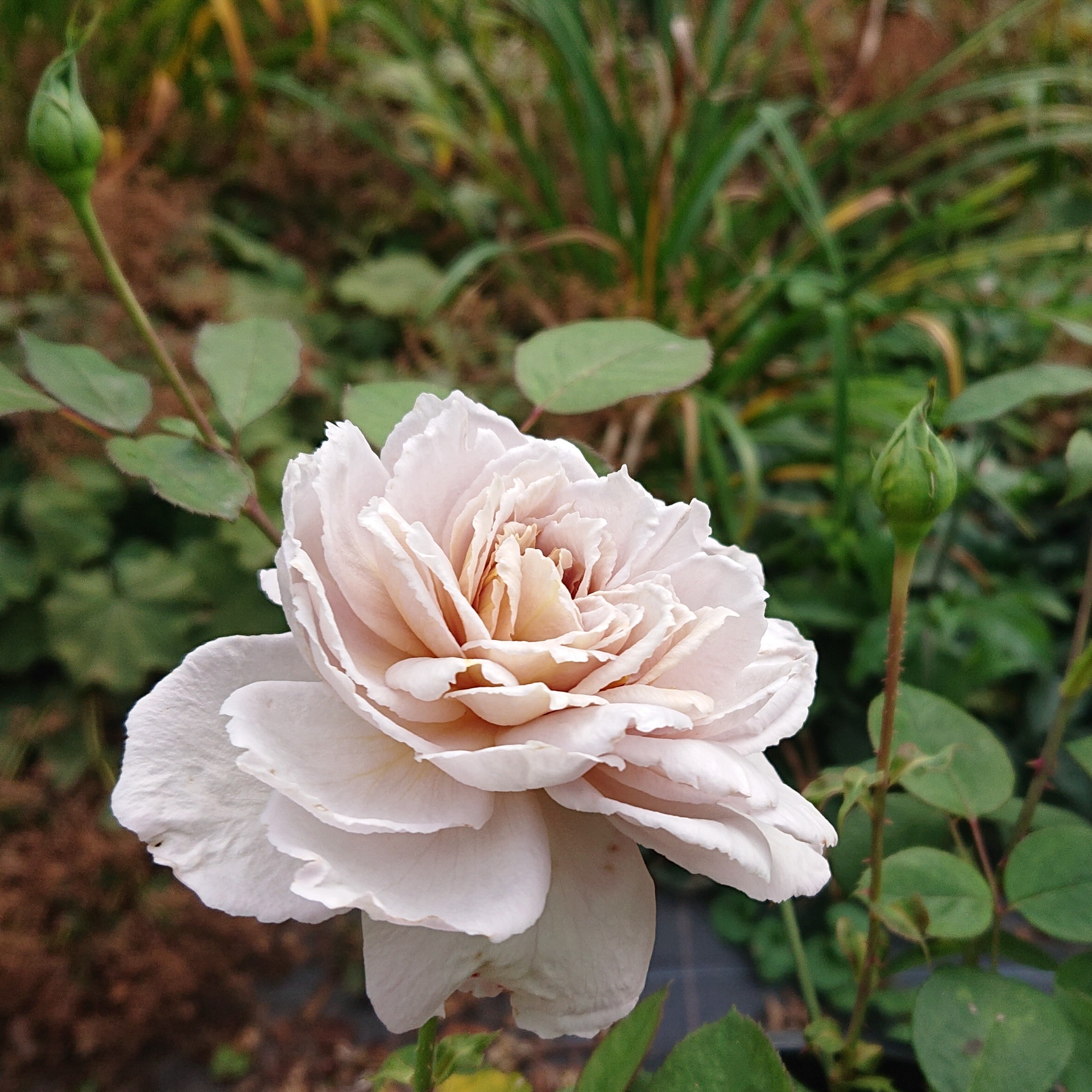 Grey Dawn – Bild 16