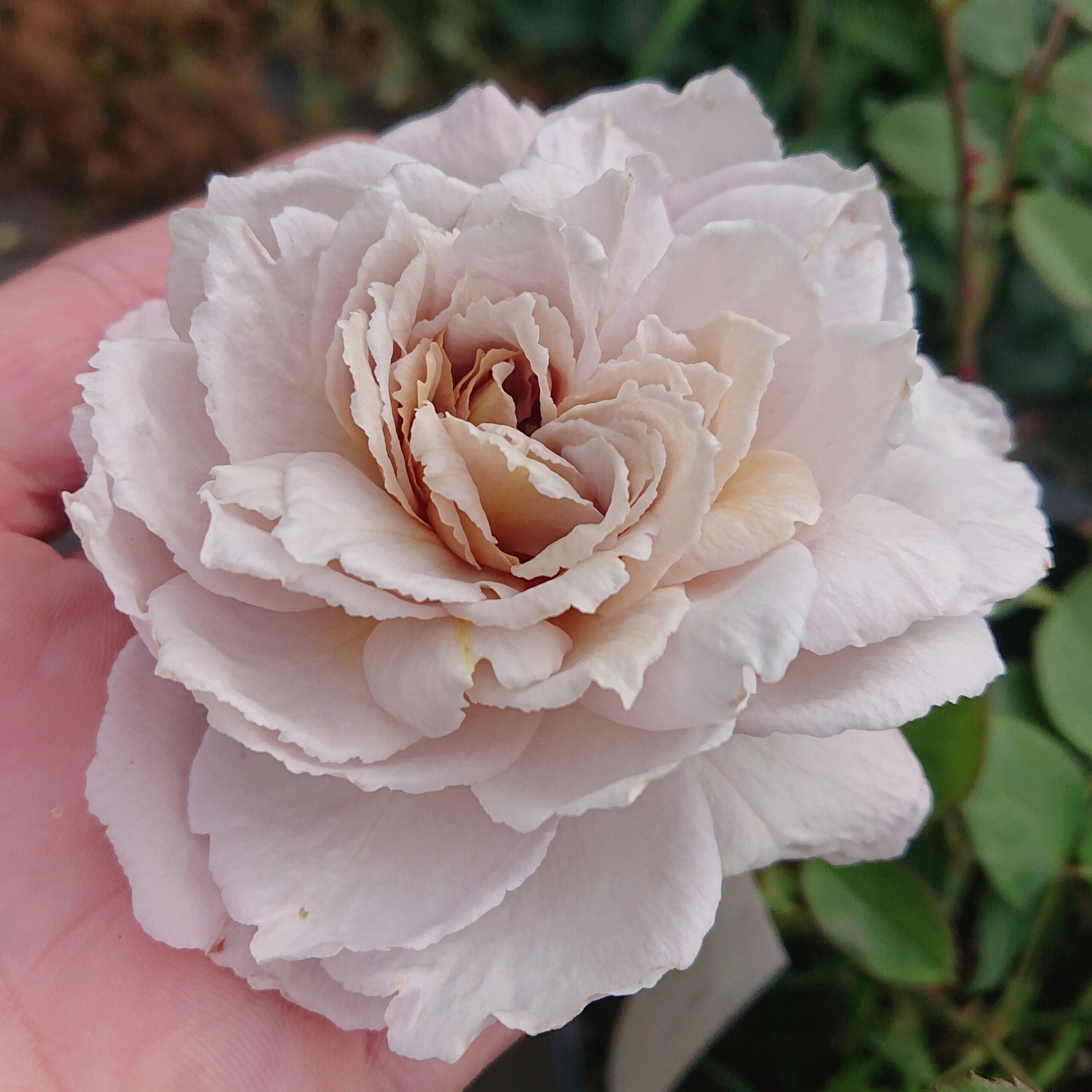 Grey Dawn – Bild 12