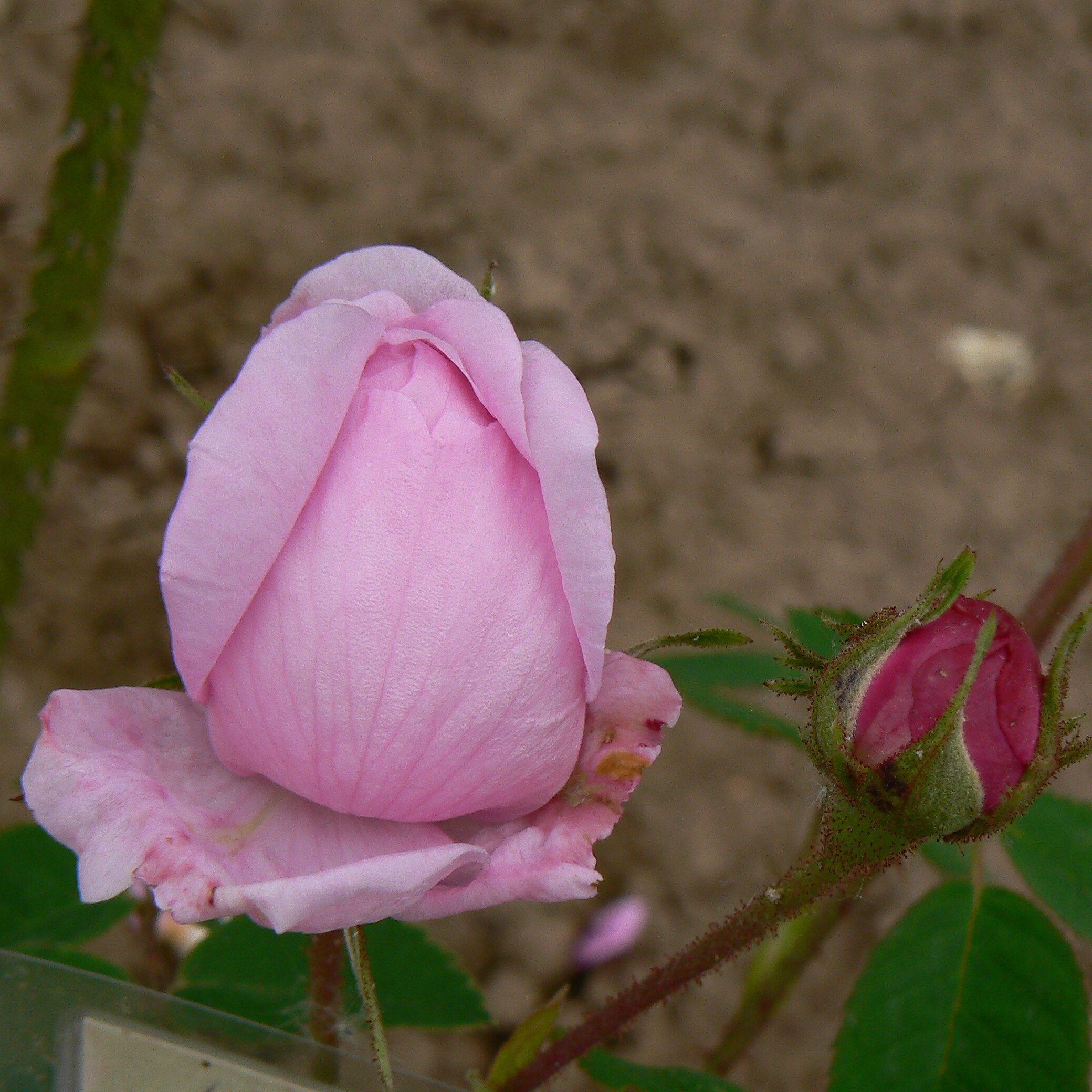 Hausrose Ballenhausen – Bild 9