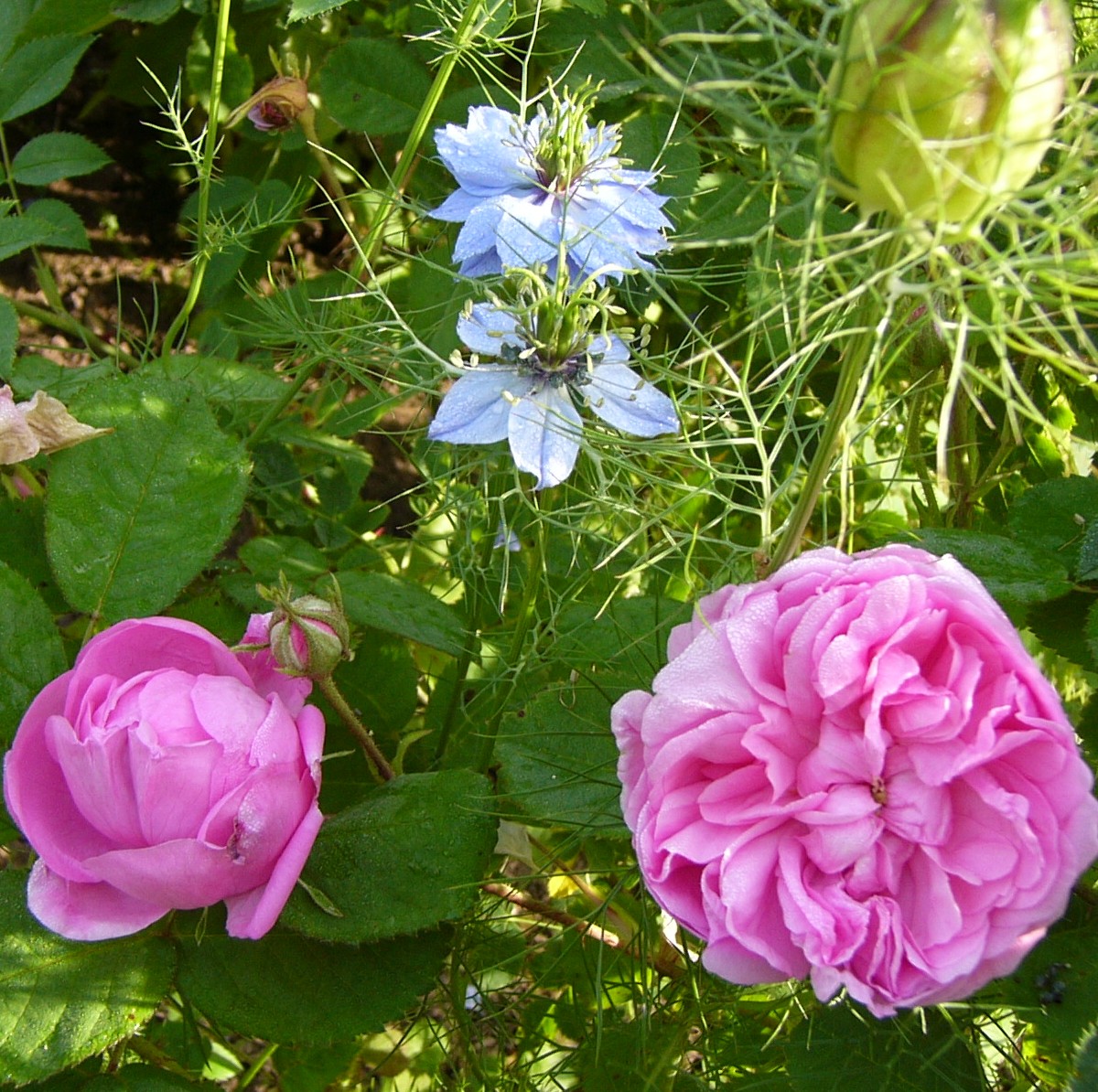 Hausrose Ballenhausen – Bild 4