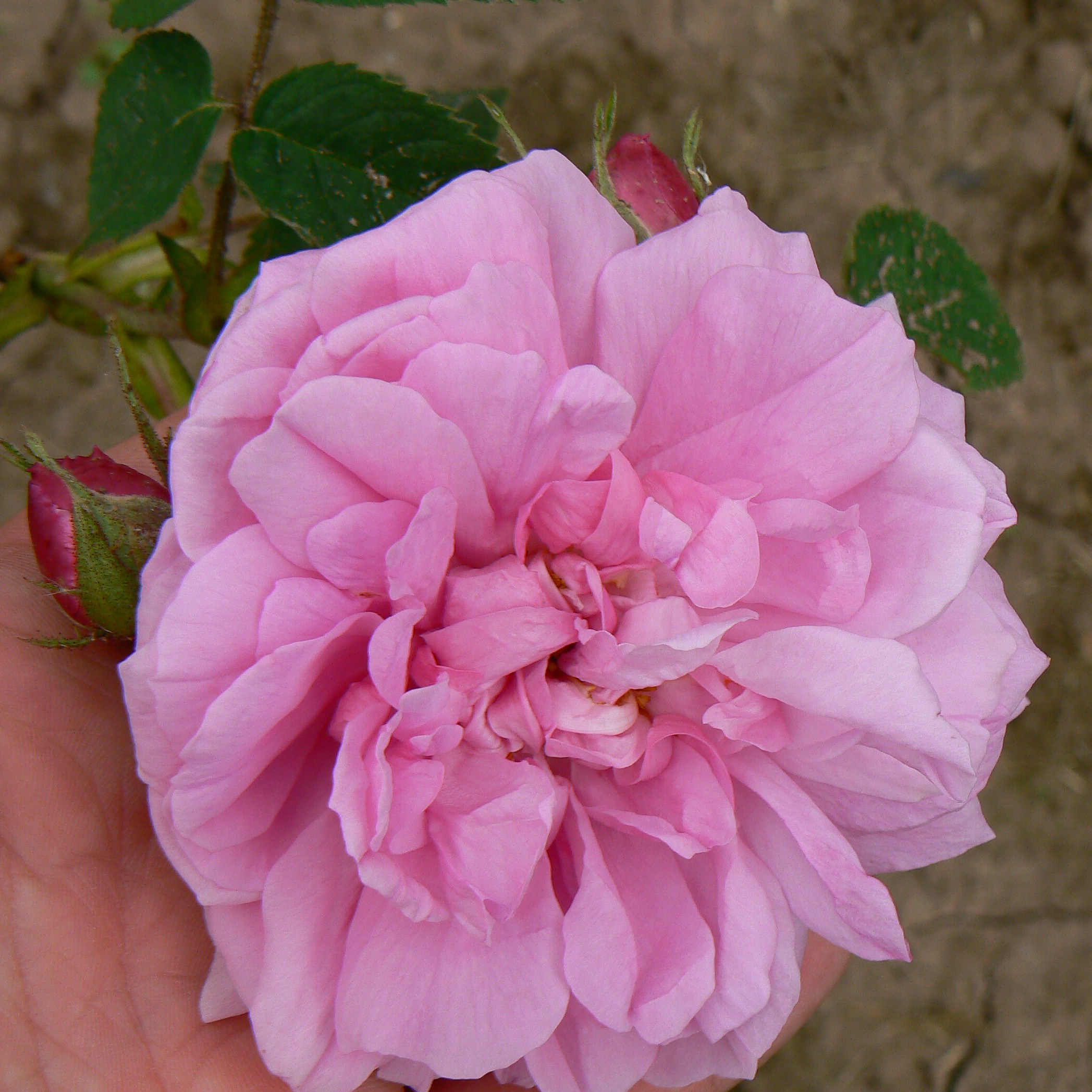 Hausrose Ballenhausen – Bild 10