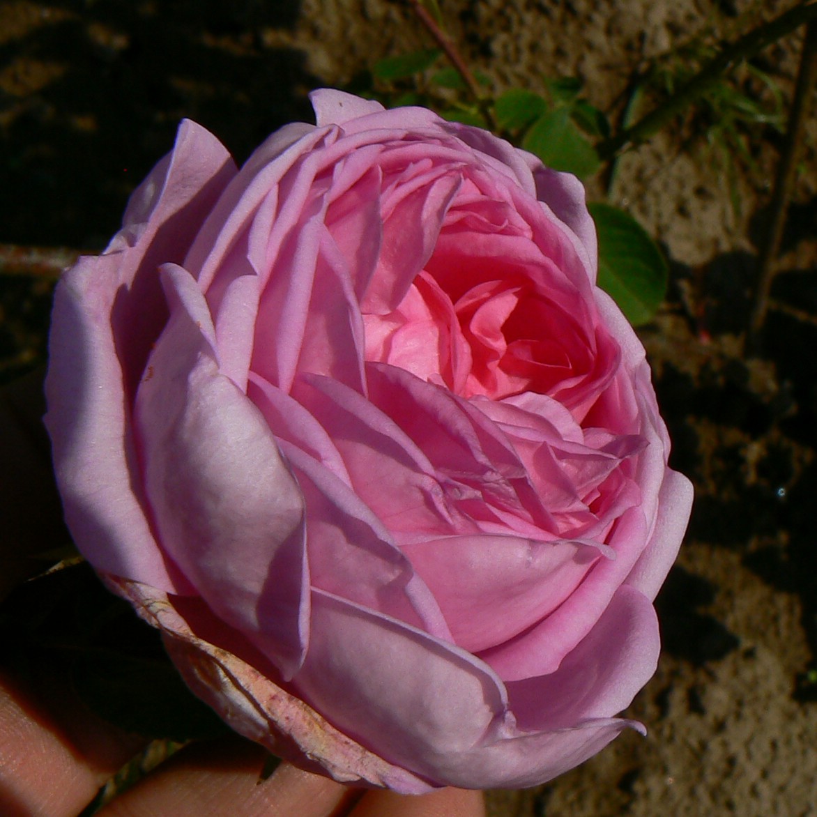 Hausrose Ballenhausen – Bild 5
