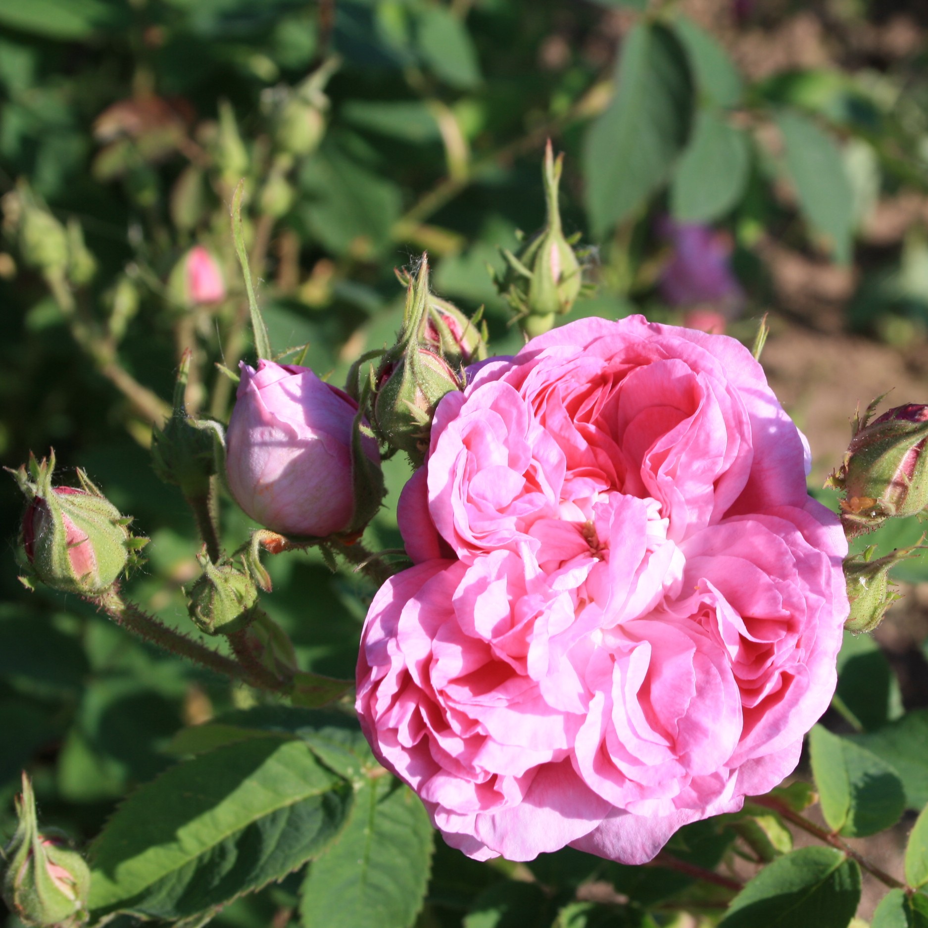 Herta – Bild 5