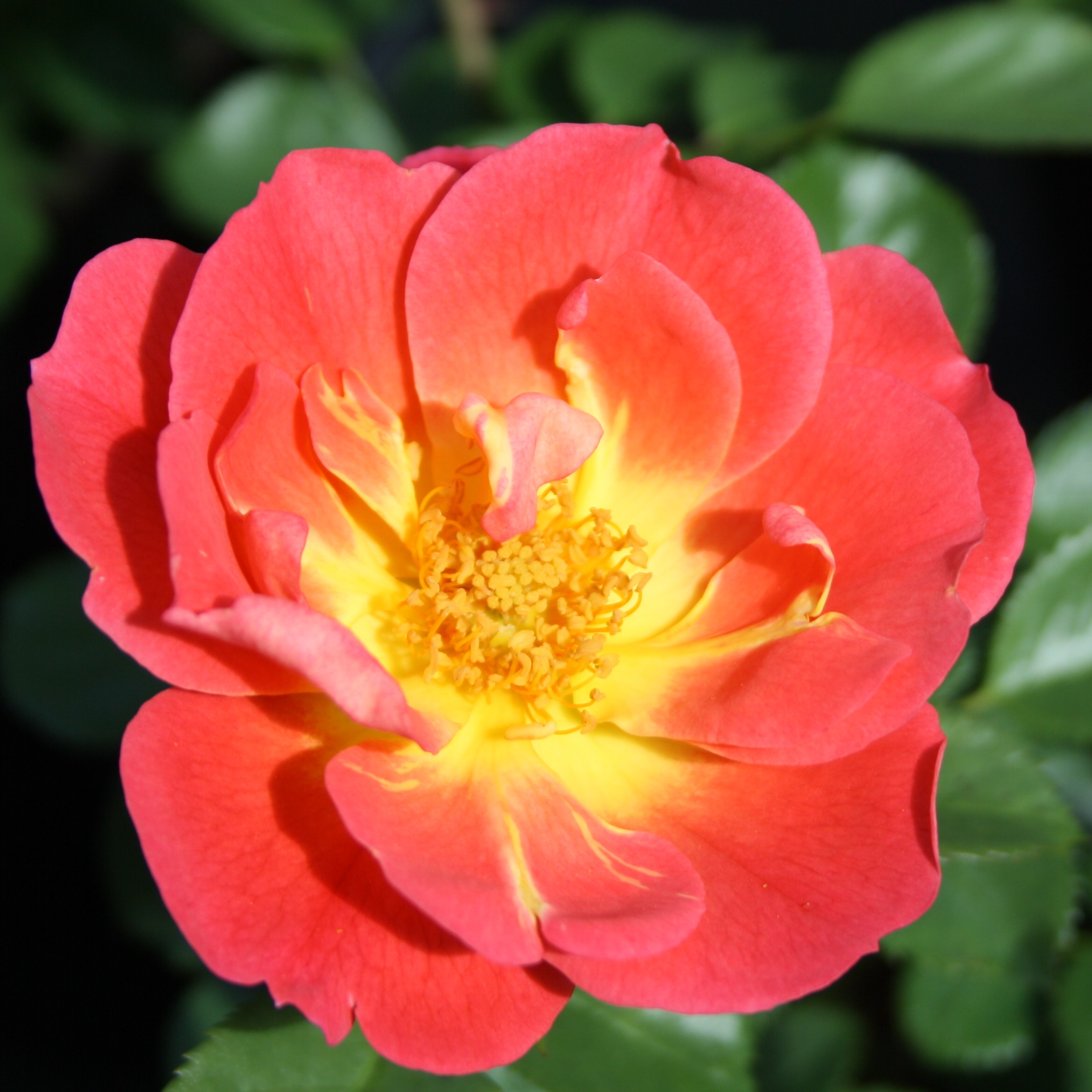 Herzogin Friederike – Bild 7
