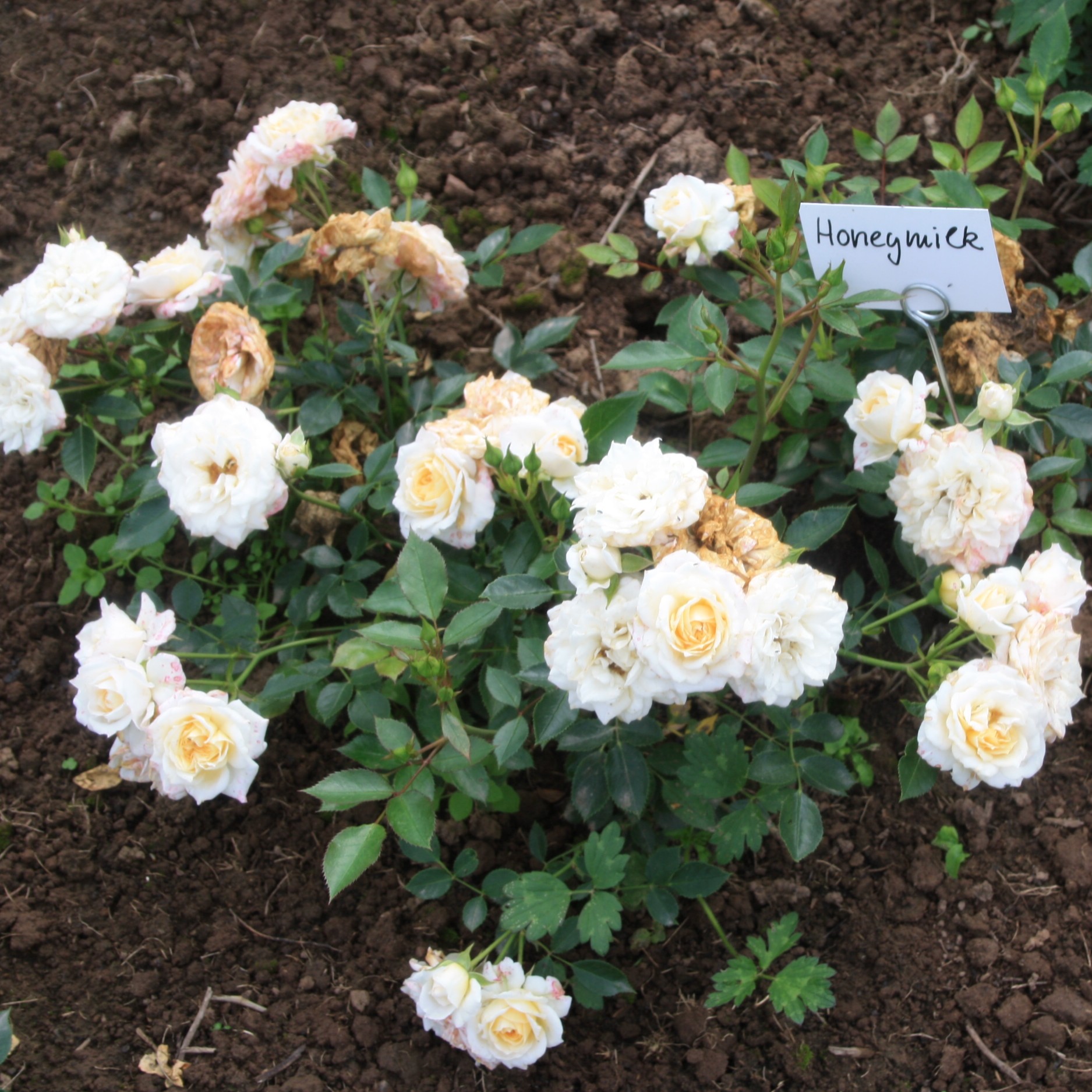 Honeymilk – Bild 2