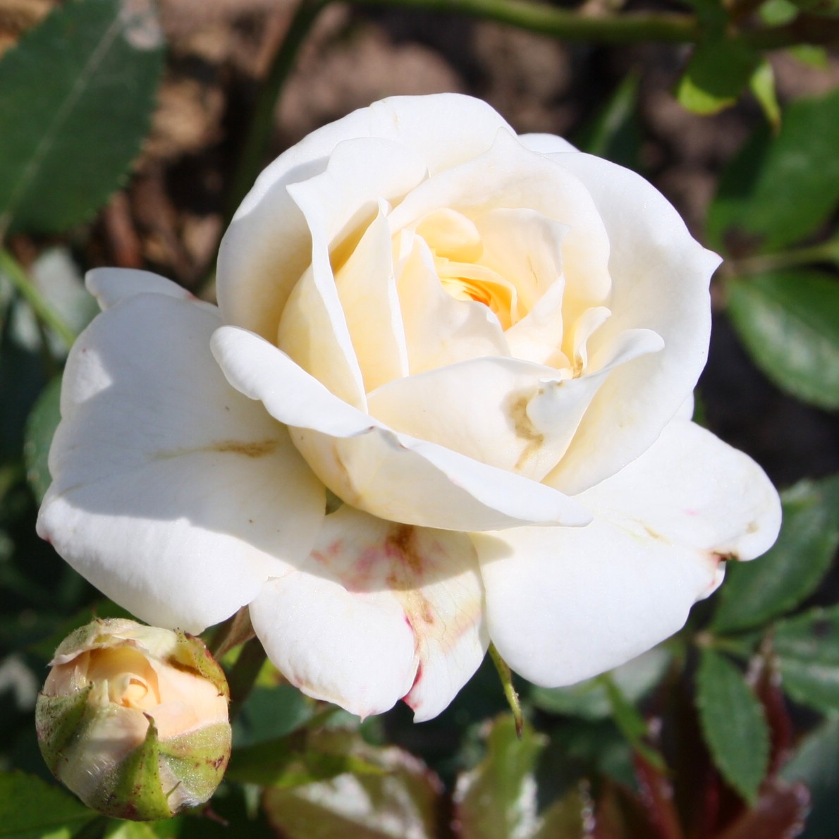 Honeymilk – Bild 3