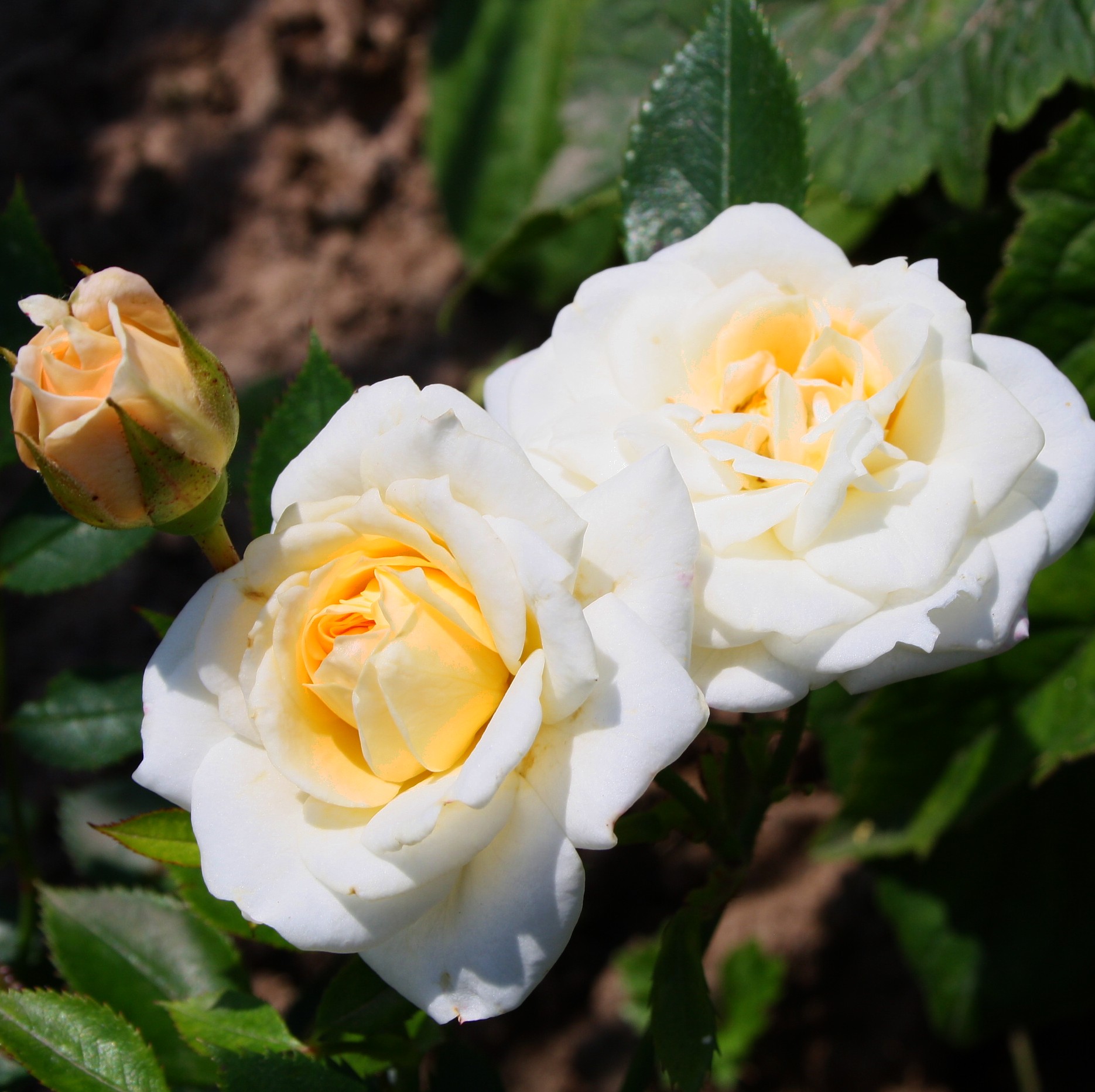 Honeymilk – Bild 4