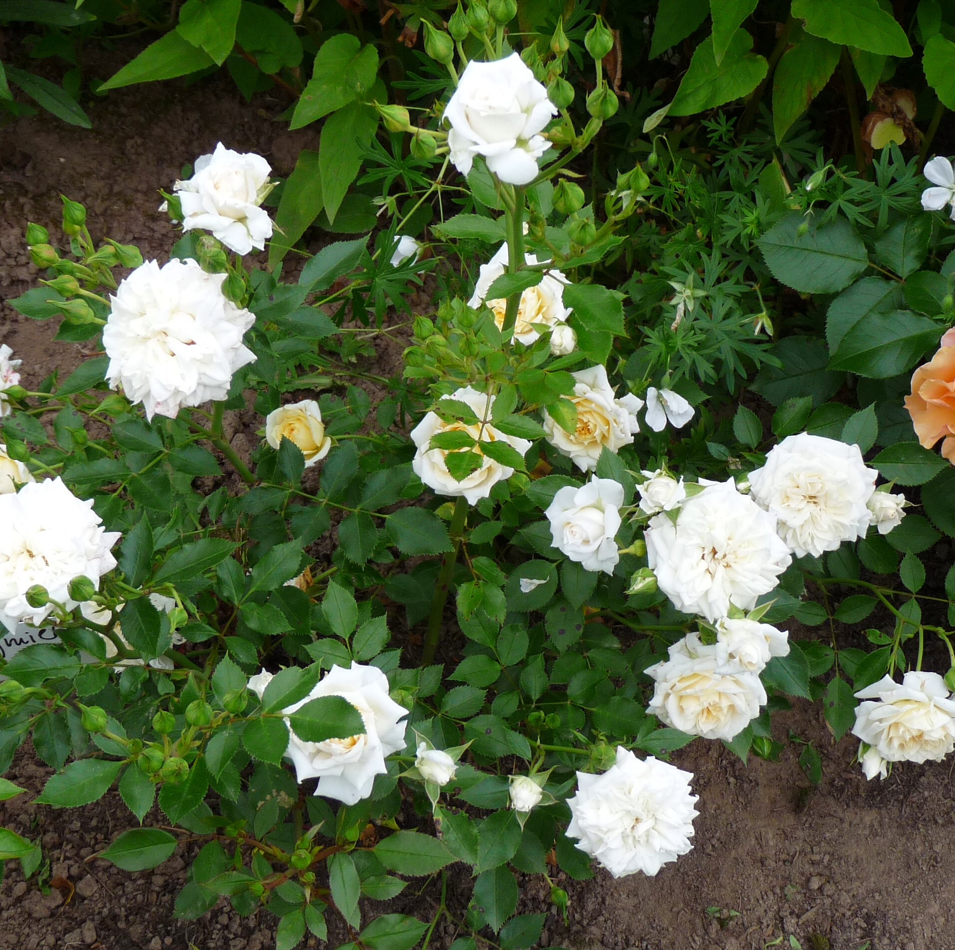 Honeymilk – Bild 5