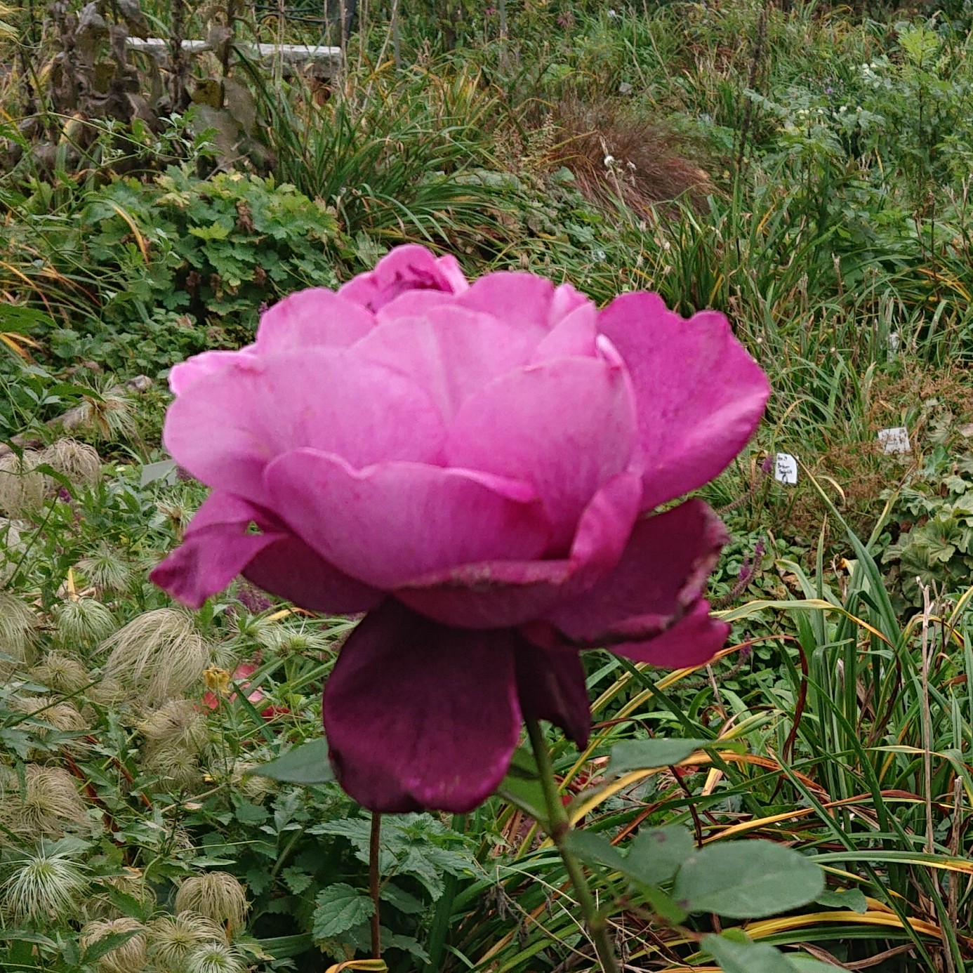 Ilios – Bild 3