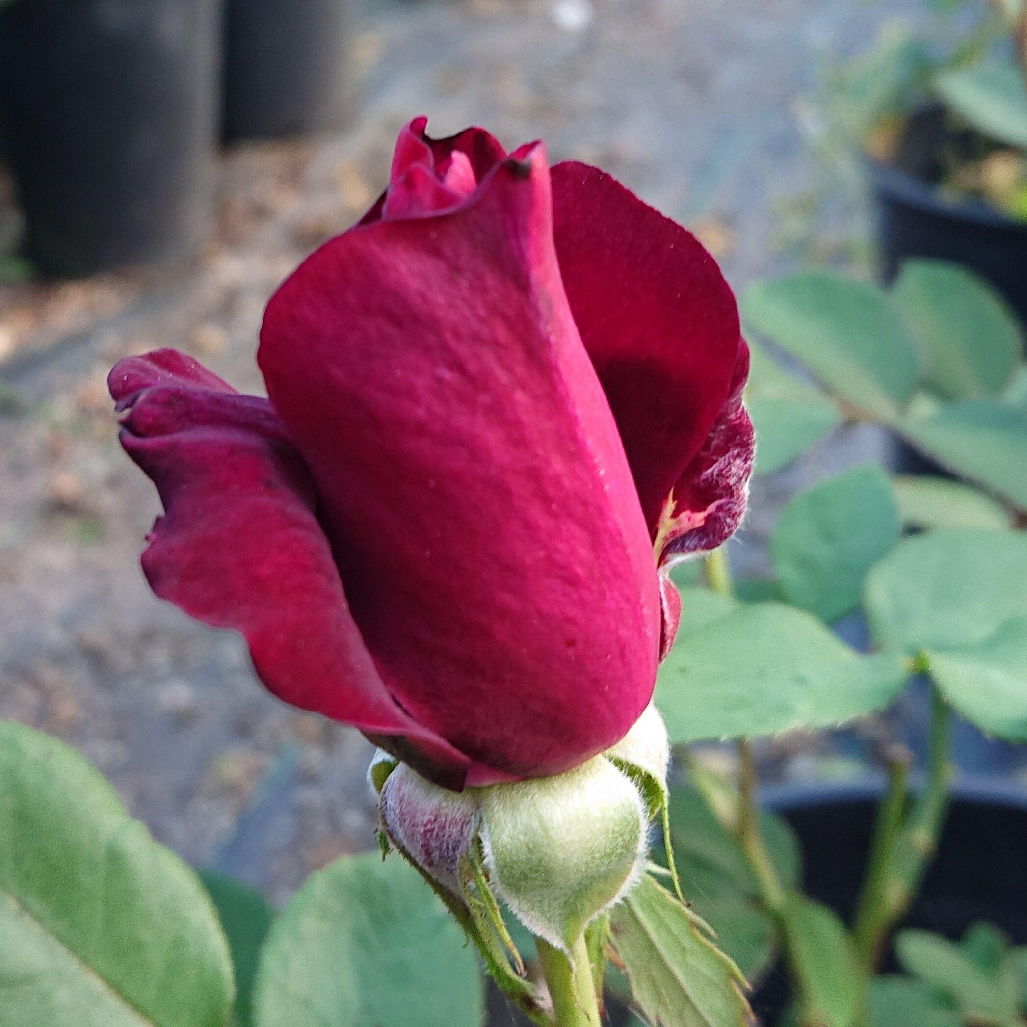 Ilios – Bild 4