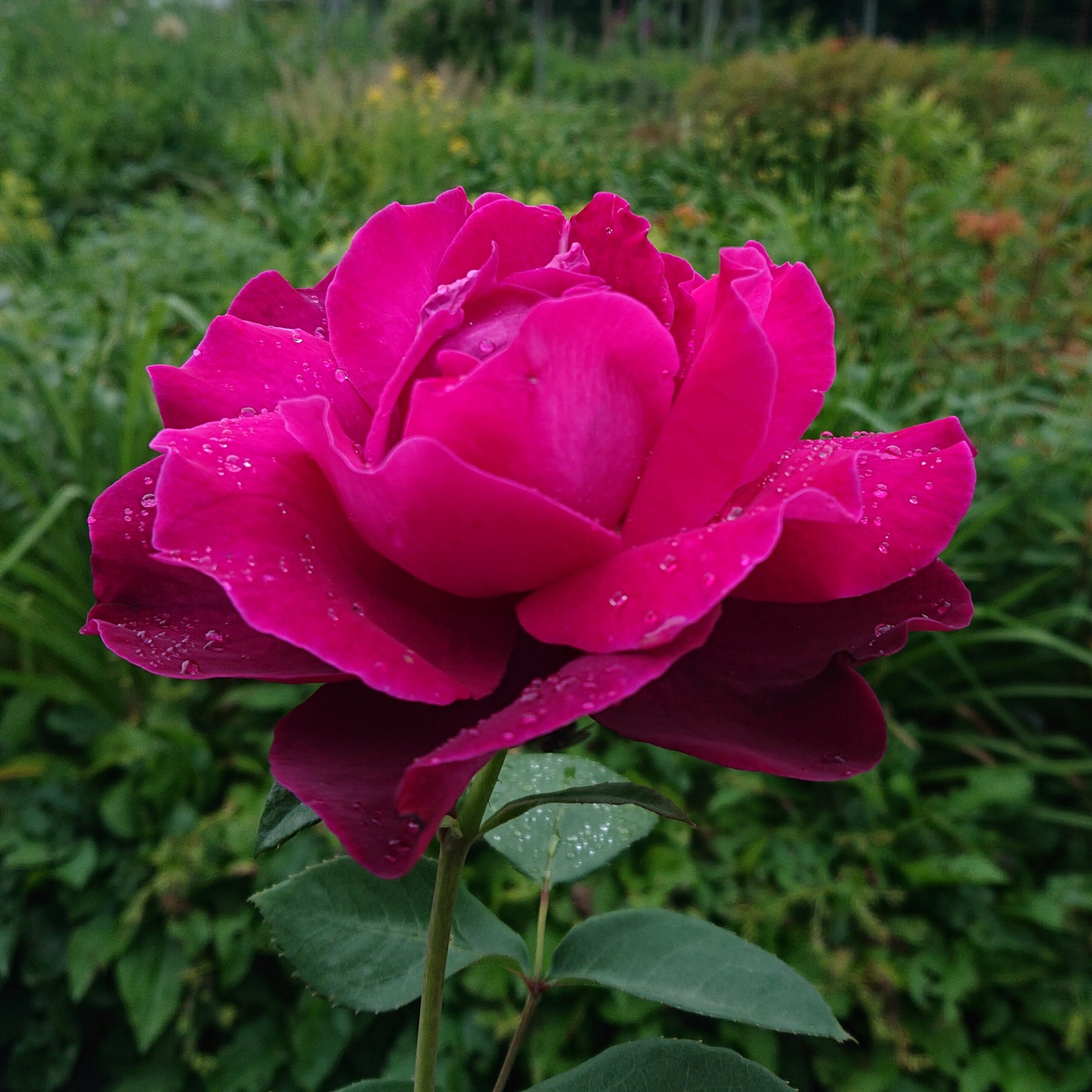 Ilios – Bild 5