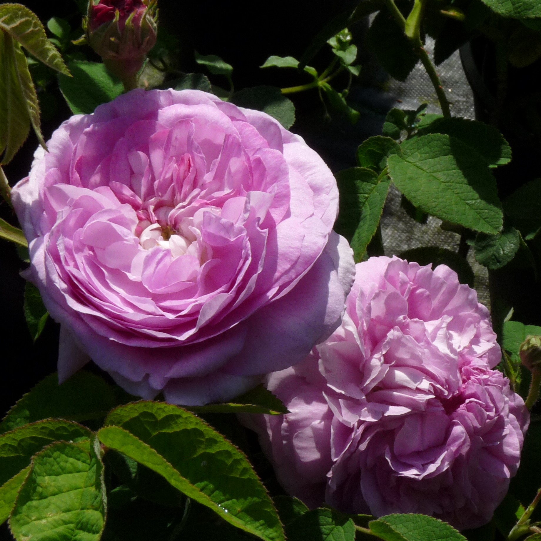 Ipsilanté – Bild 9