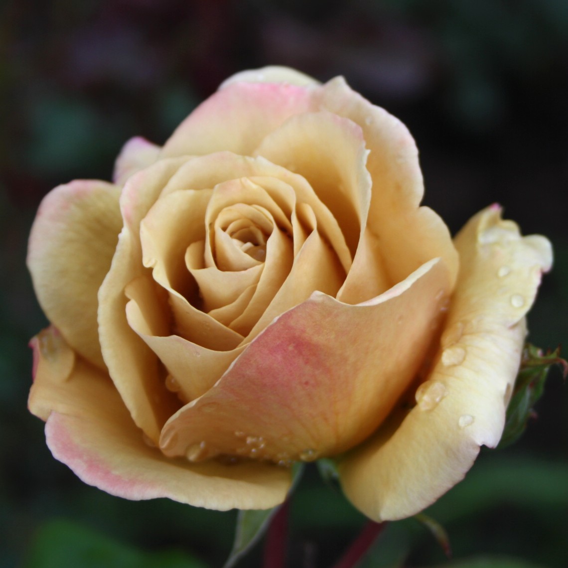 Jactan – Bild 8