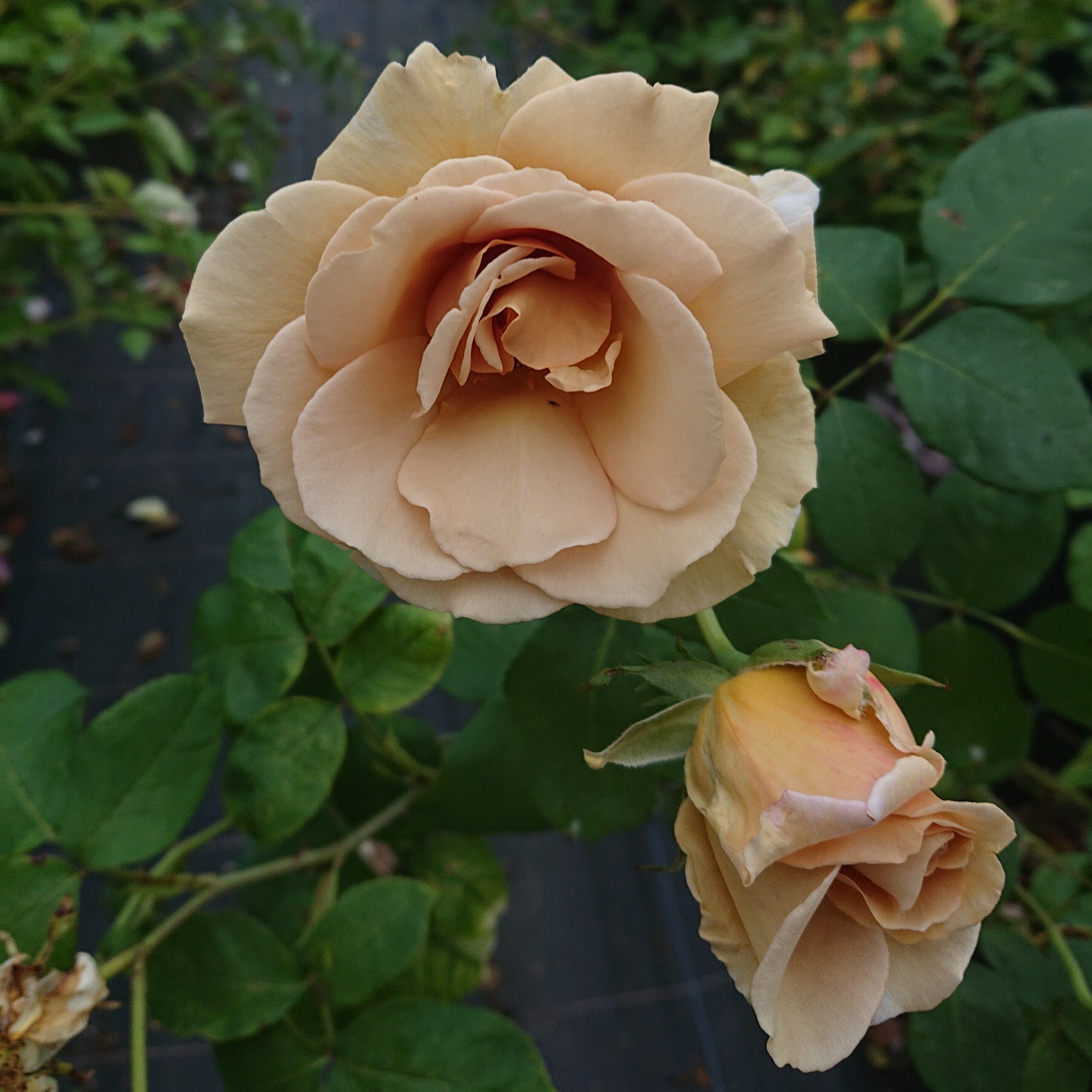 Jactan – Bild 3