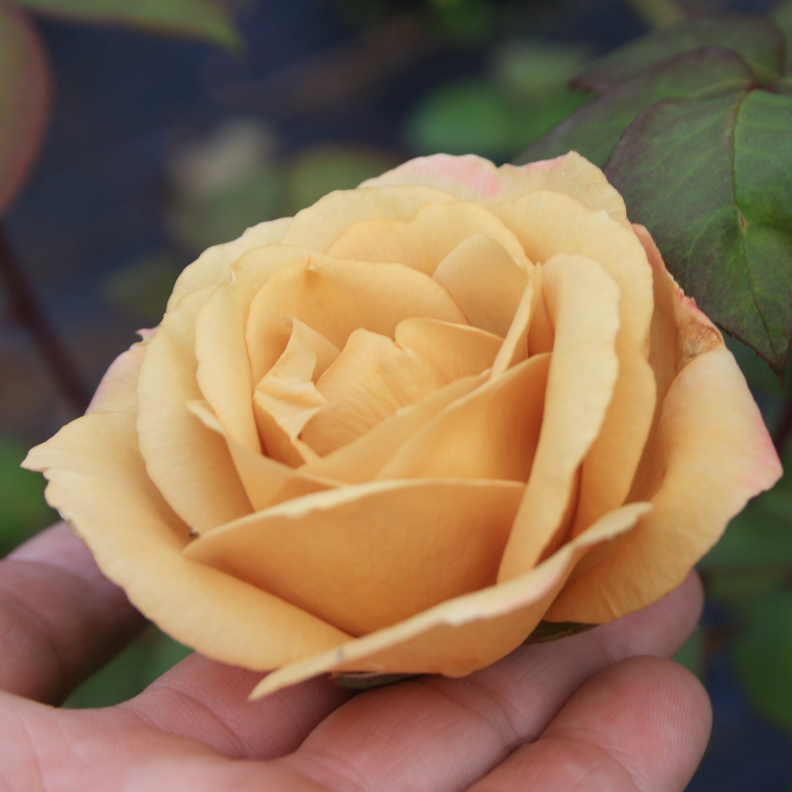 Jactan – Bild 9