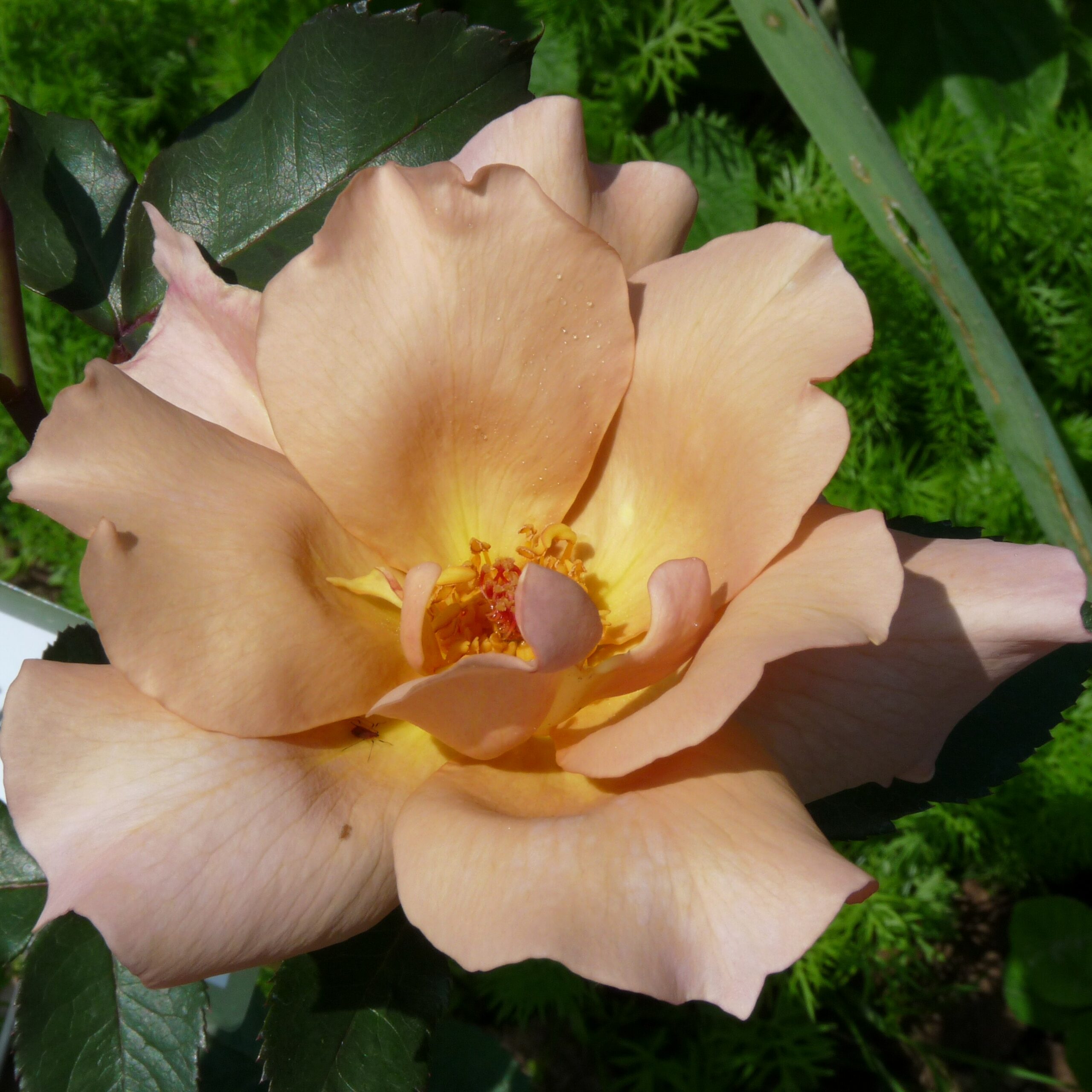 Julias Rose – Bild 11