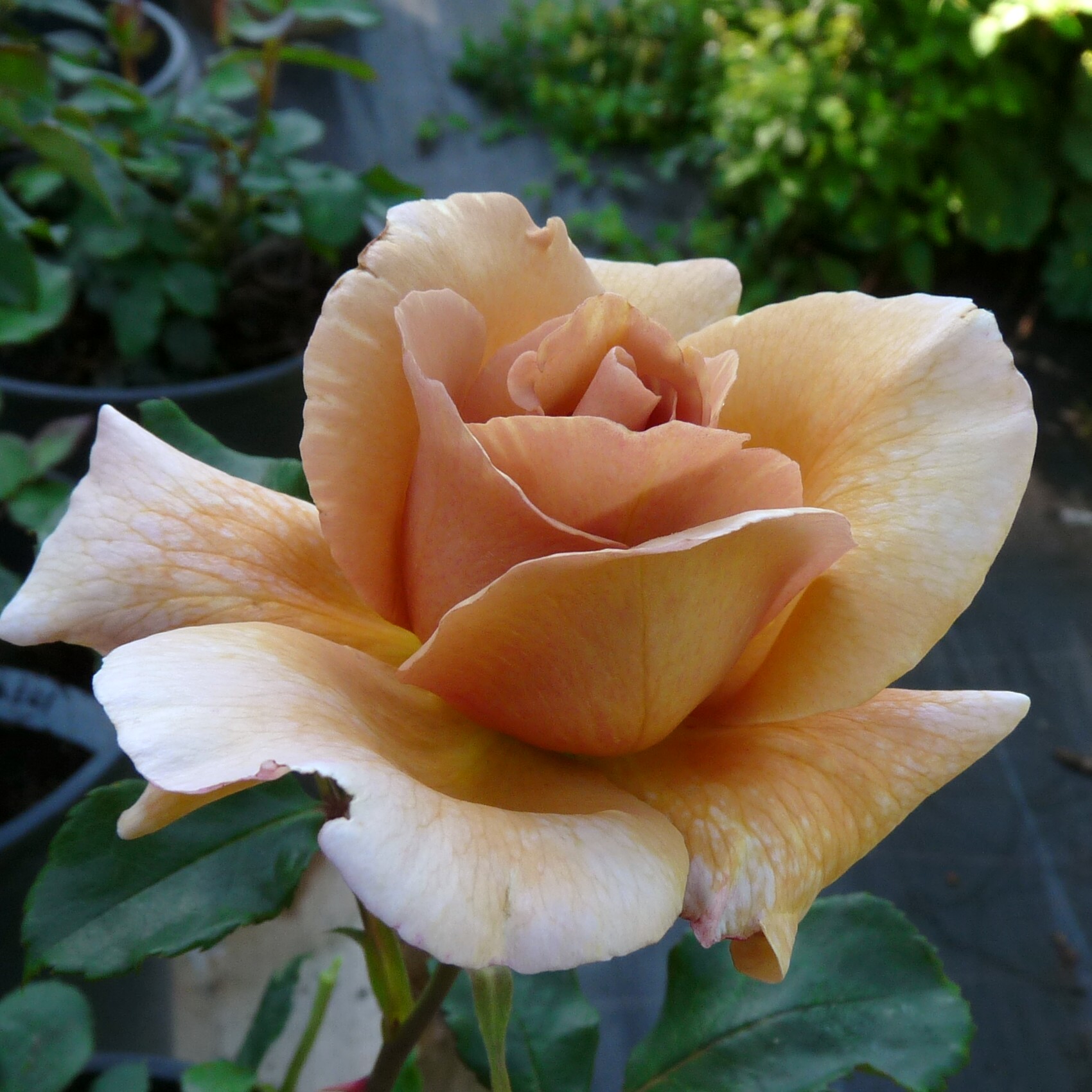 Julias Rose – Bild 12