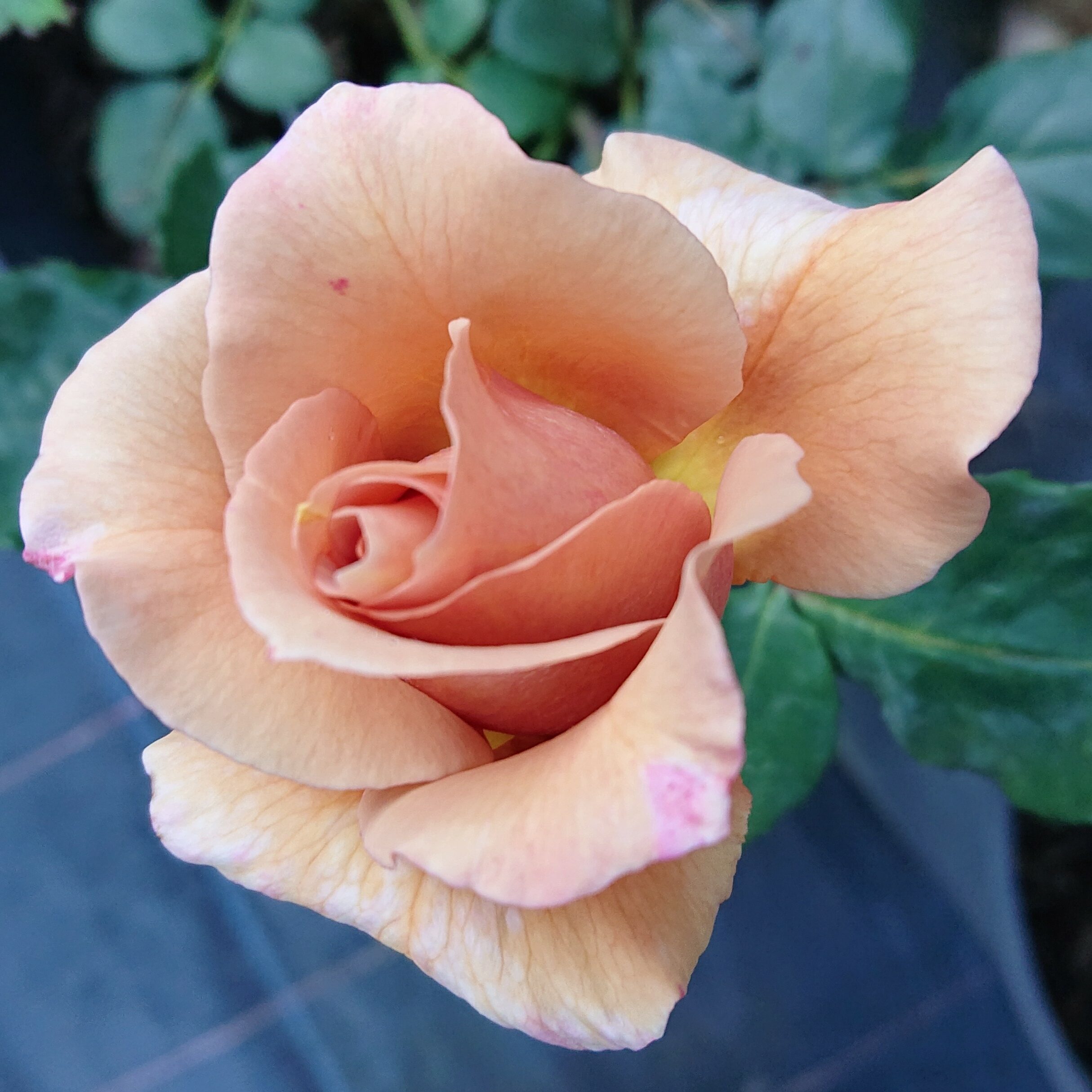 Julias Rose – Bild 3
