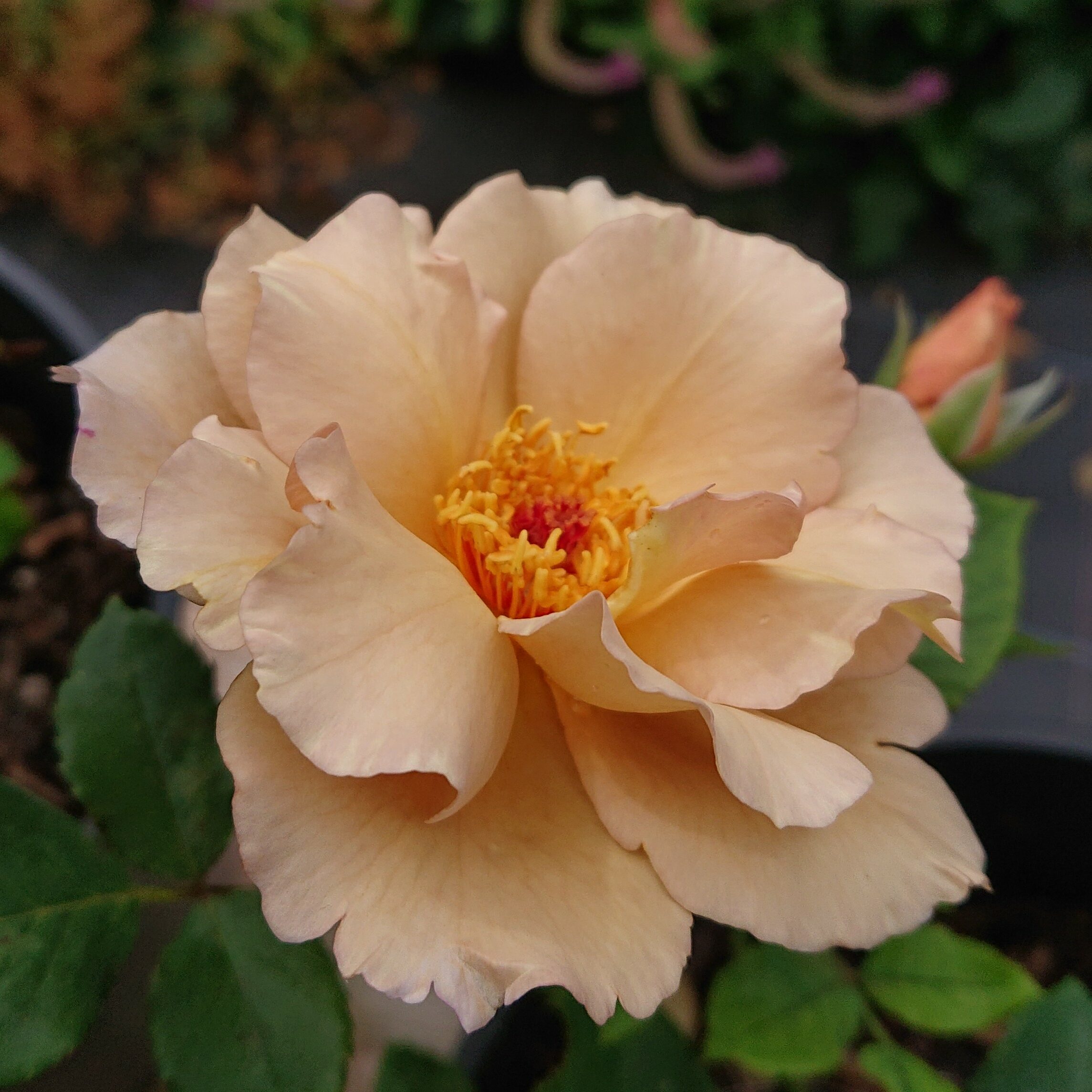 Julias Rose – Bild 4