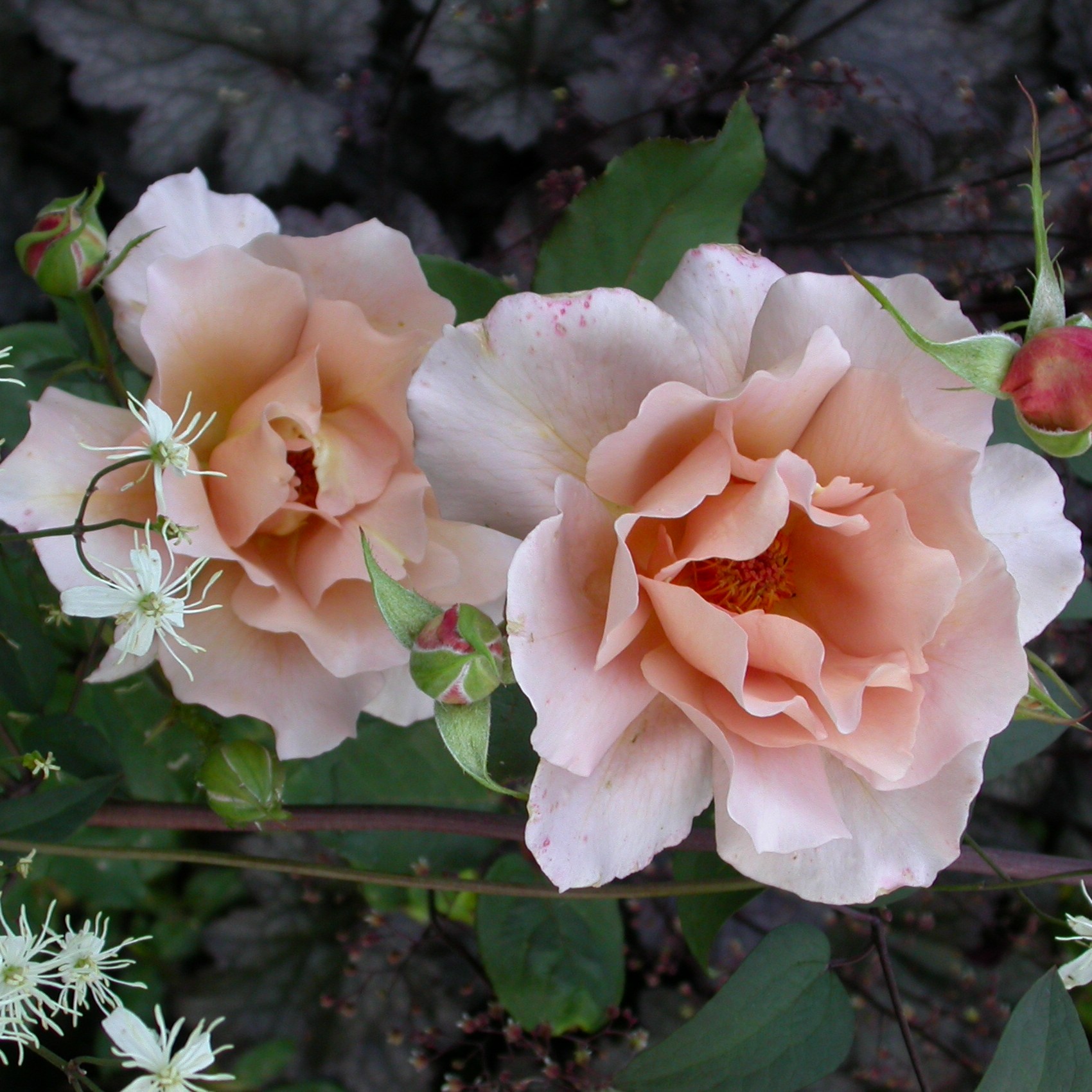 Julias Rose – Bild 5
