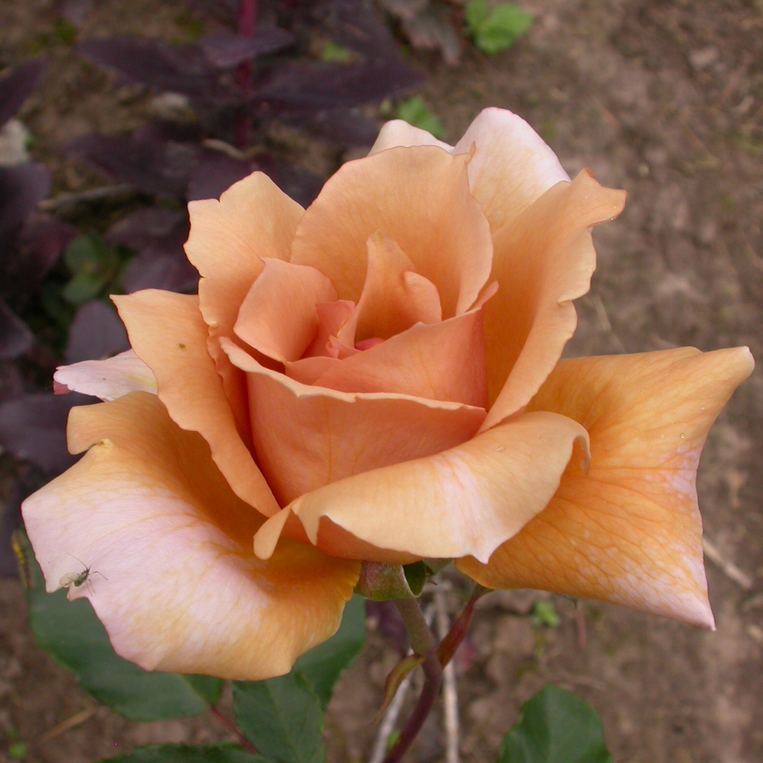 Julias Rose – Bild 6