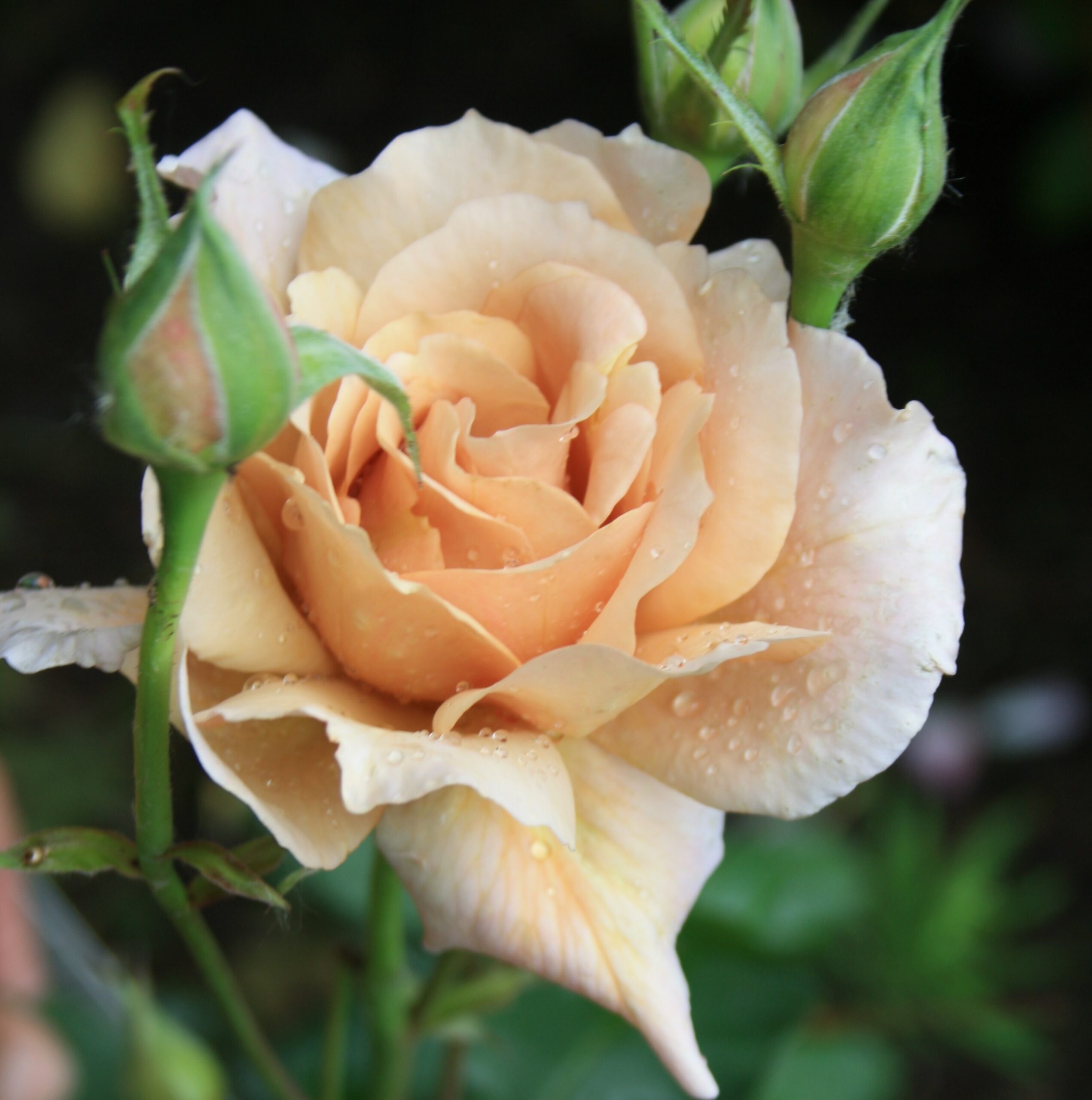 Julias Rose – Bild 7