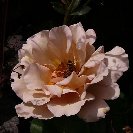 Julias Rose – Bild 8