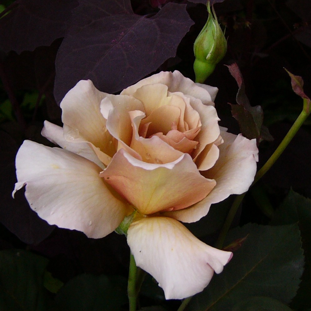 Julias Rose – Bild 9