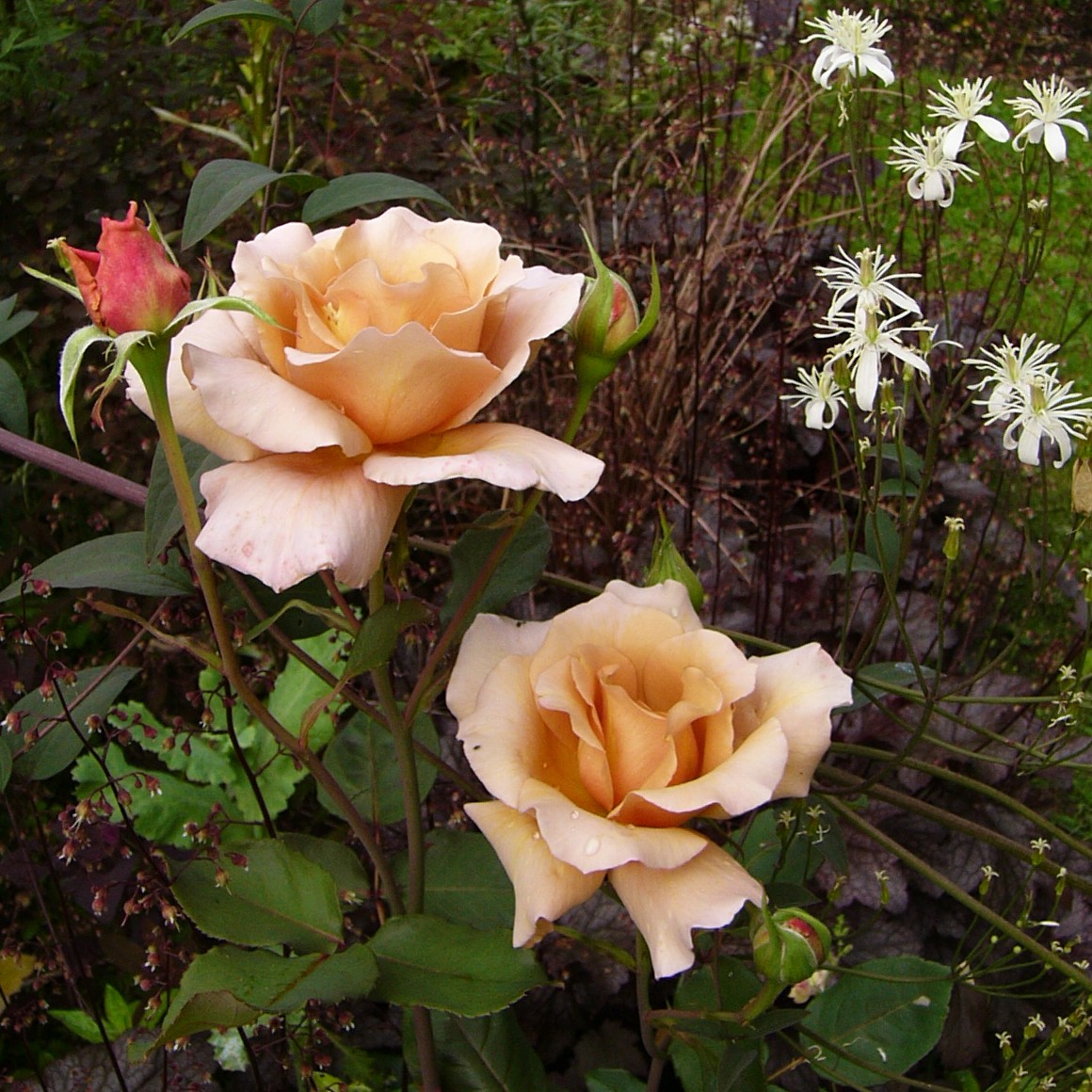 Julias Rose – Bild 10