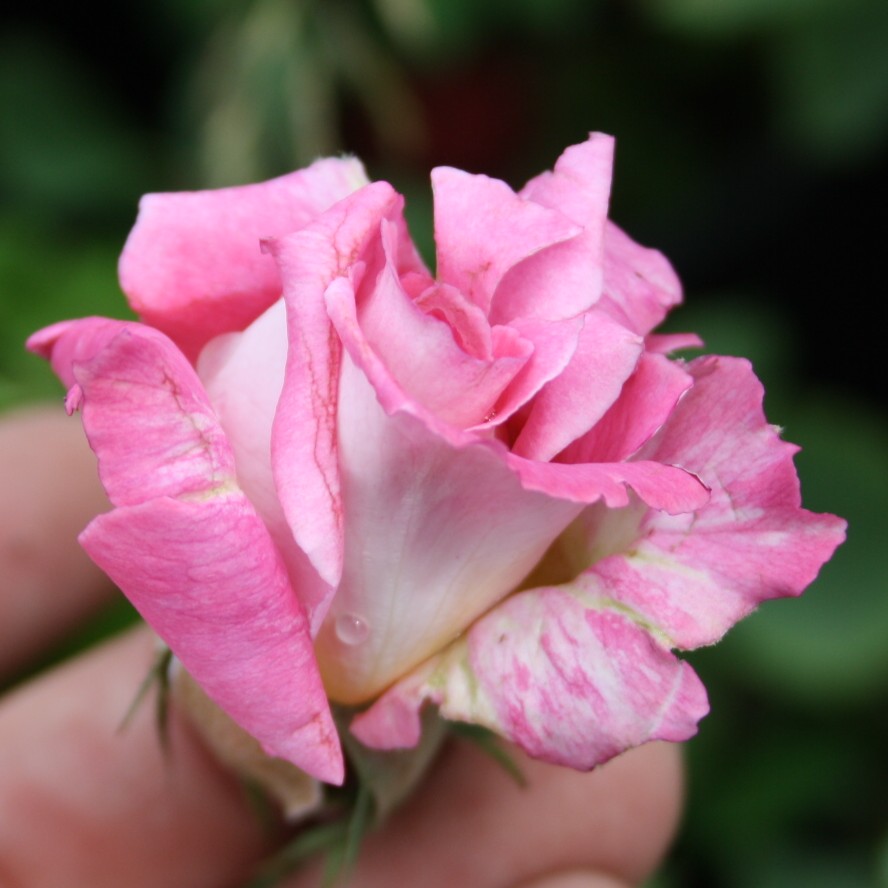 Kathryn – Bild 14