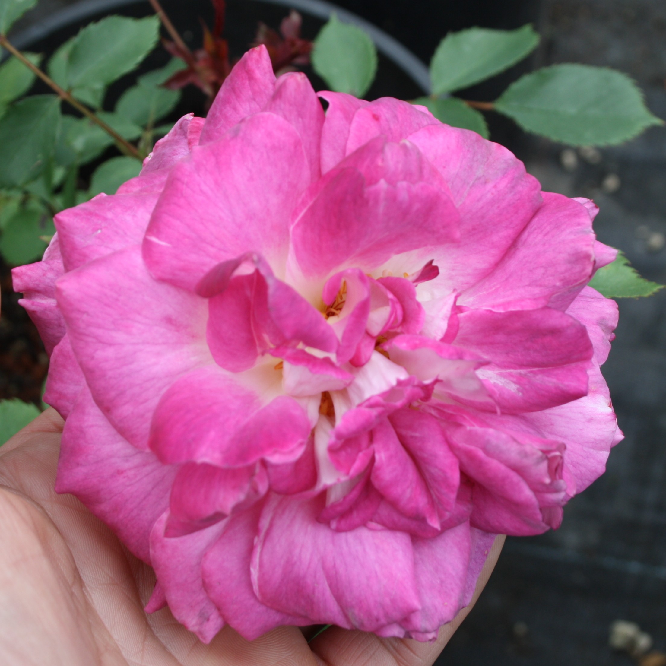 Kathryn – Bild 20