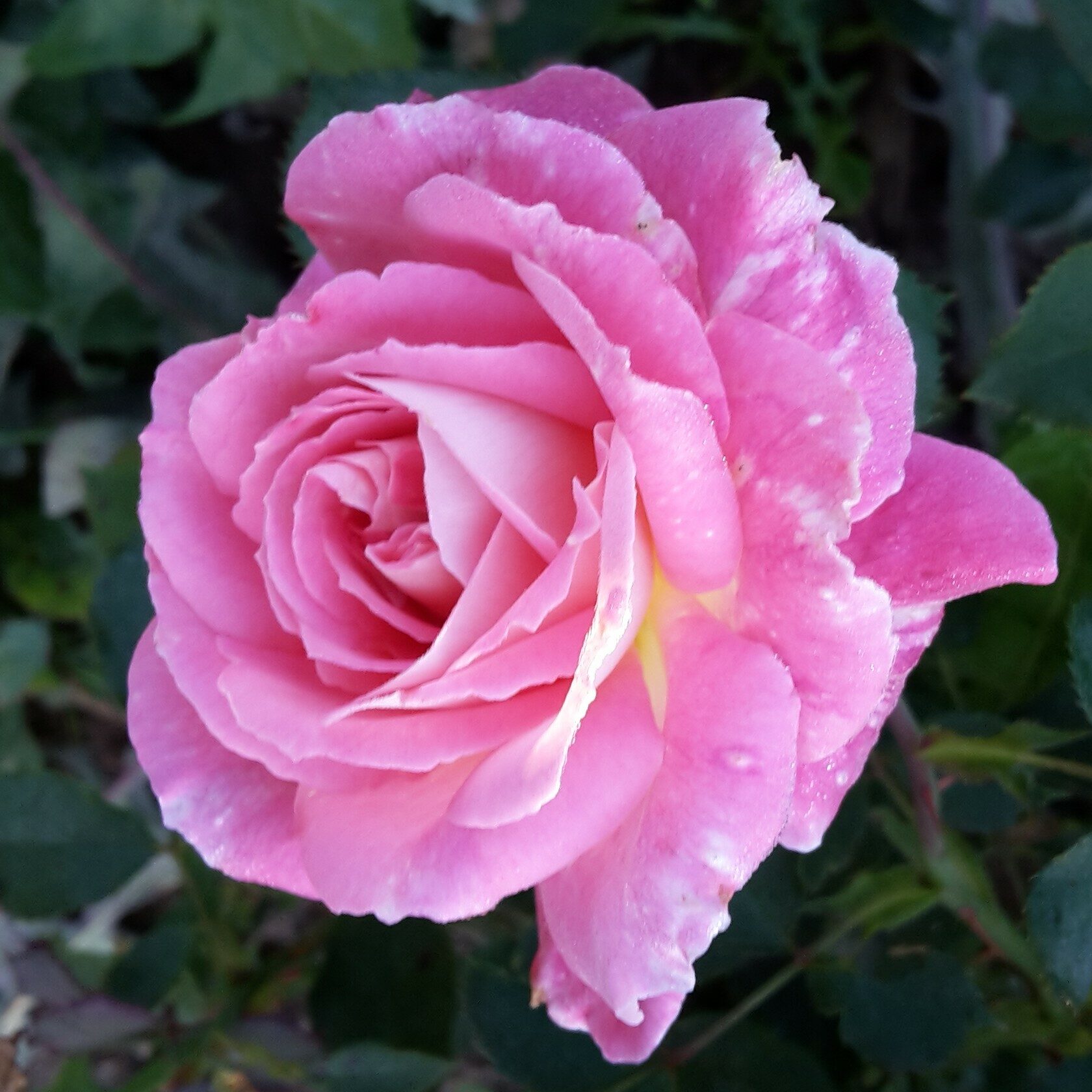 Kathryn – Bild 5