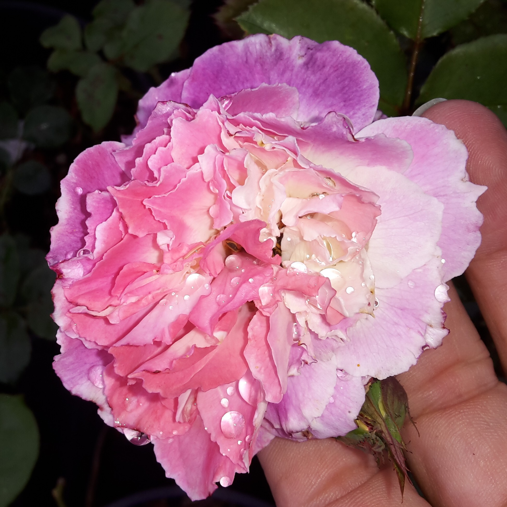 Kathryn – Bild 6