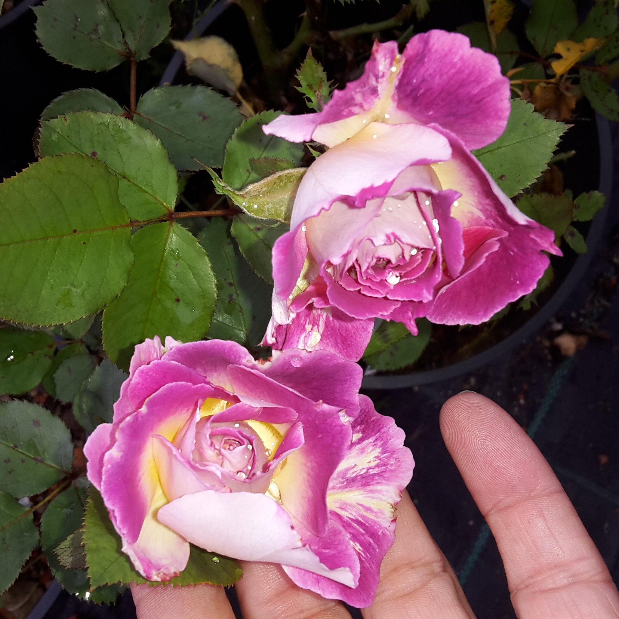 Kathryn – Bild 7