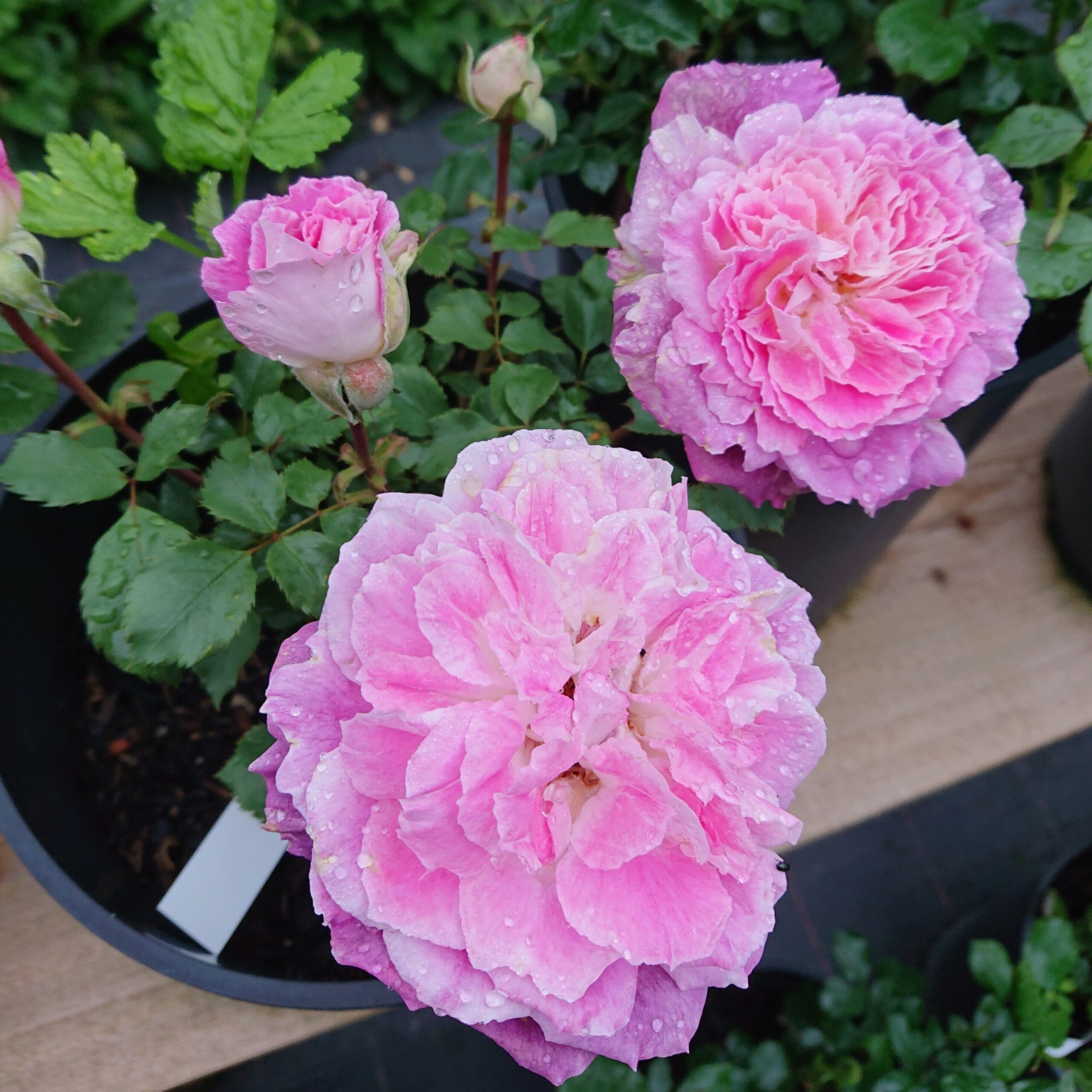 Kathryn – Bild 9