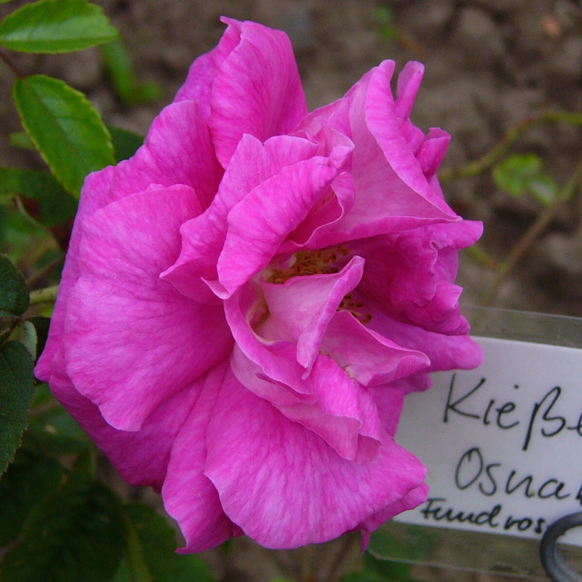 Kießling Osnabrück – Bild 9