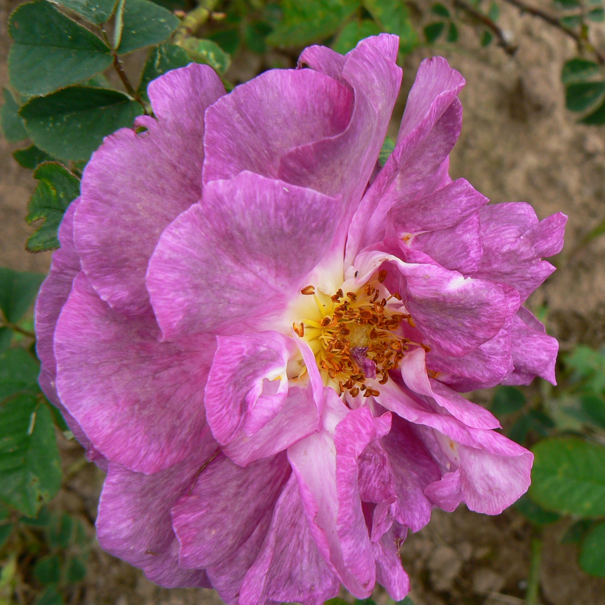 Kießling Osnabrück – Bild 5