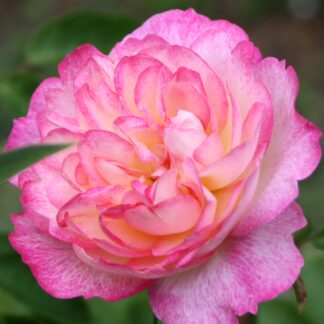 Morning Blush
