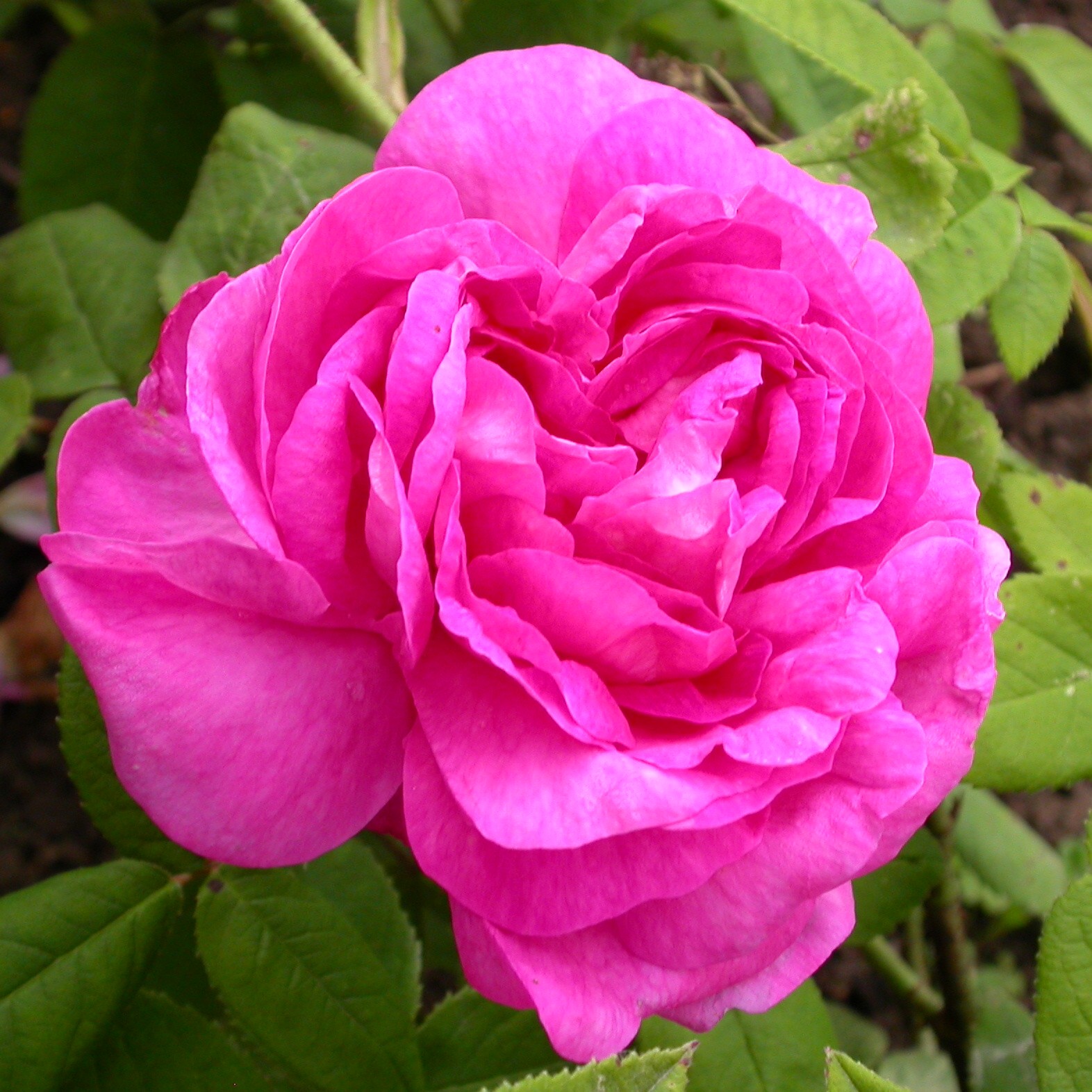 Neustadl – Bild 4