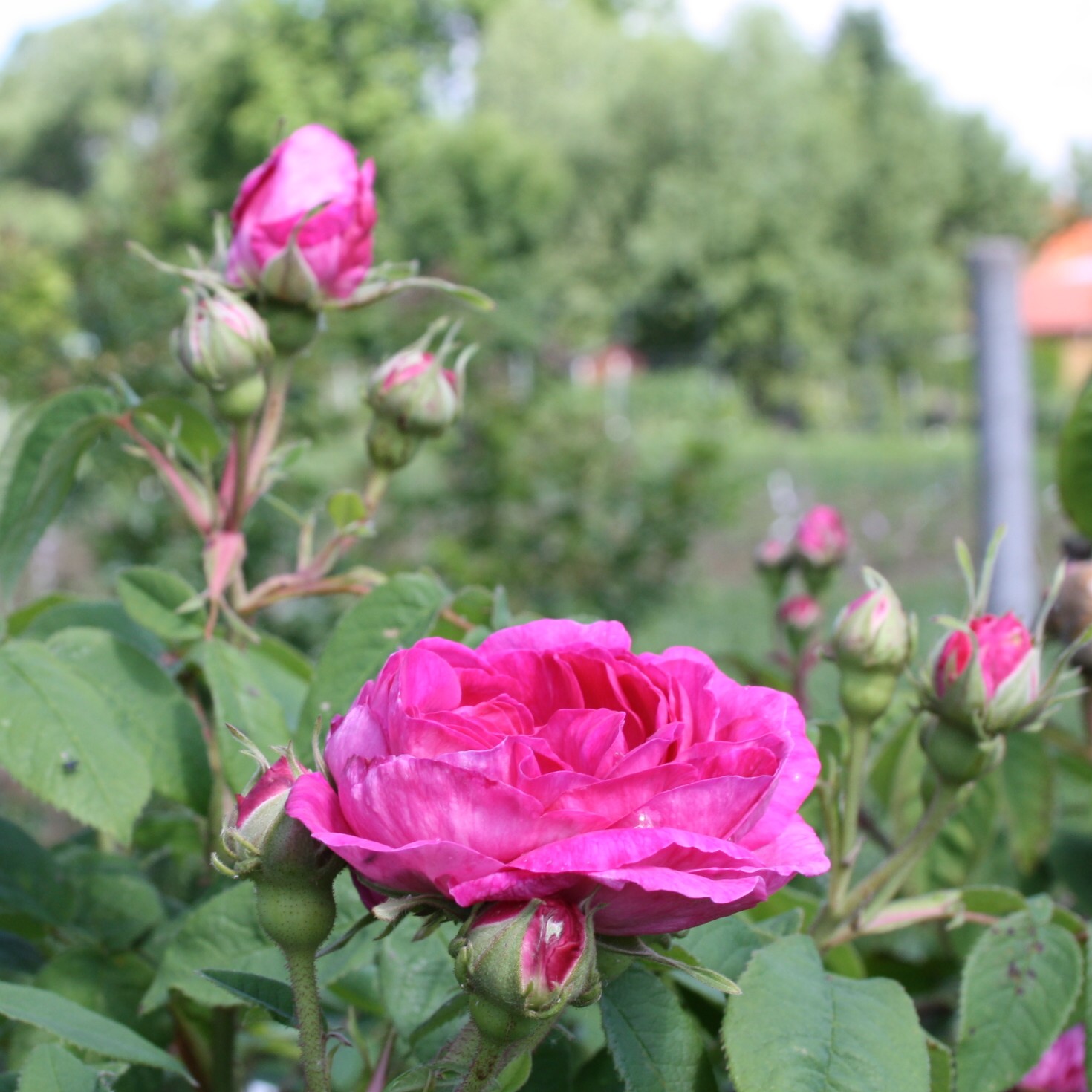 Neustadl – Bild 5