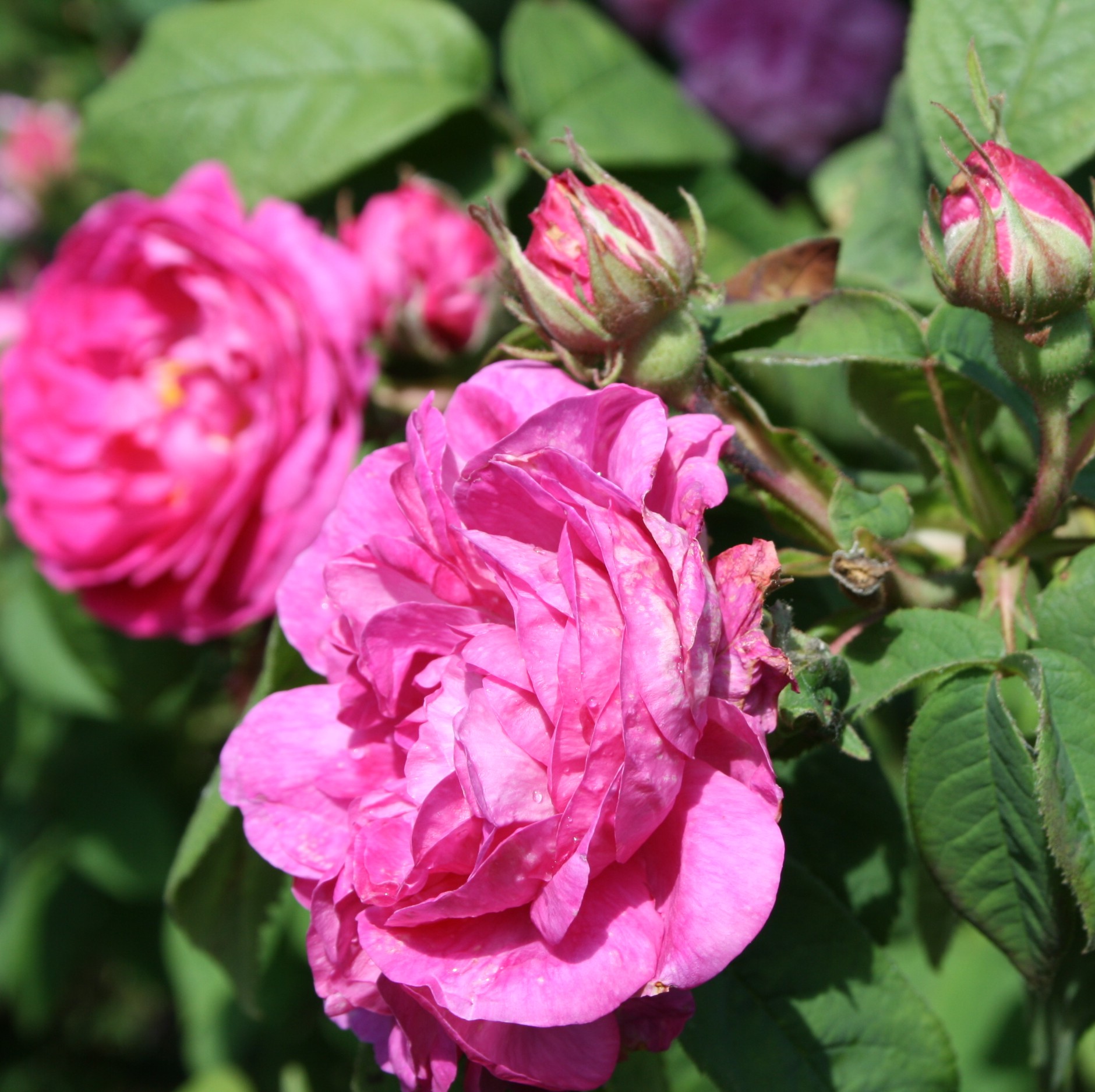 Neustadl – Bild 6