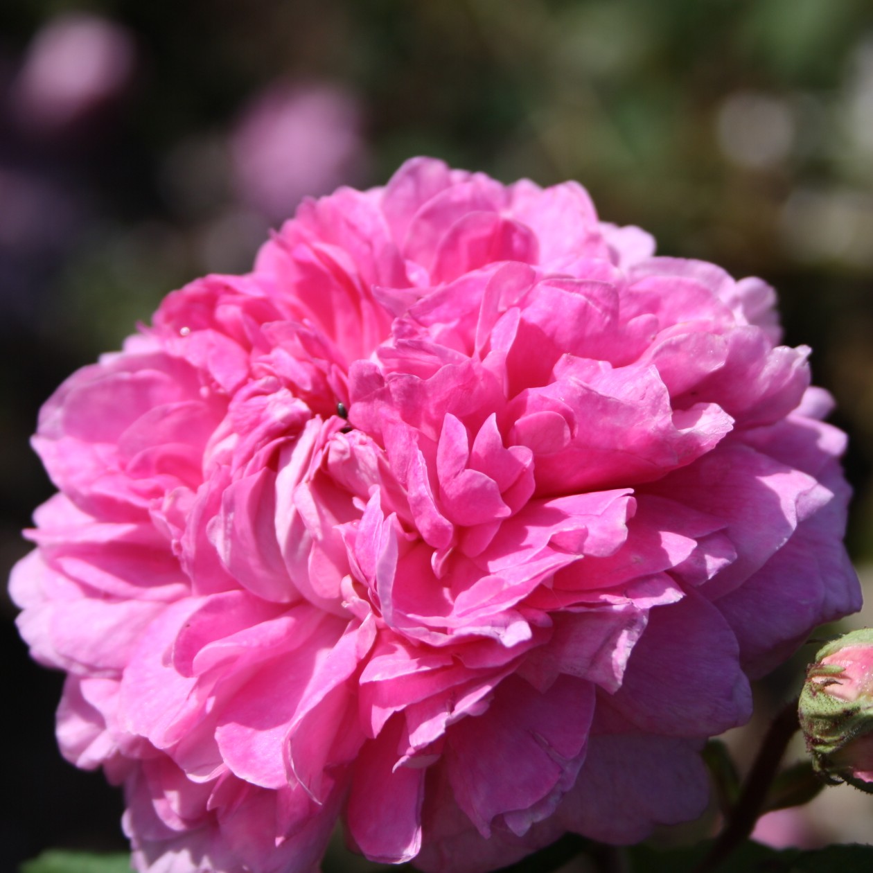Nouvelle Pivoine – Bild 9
