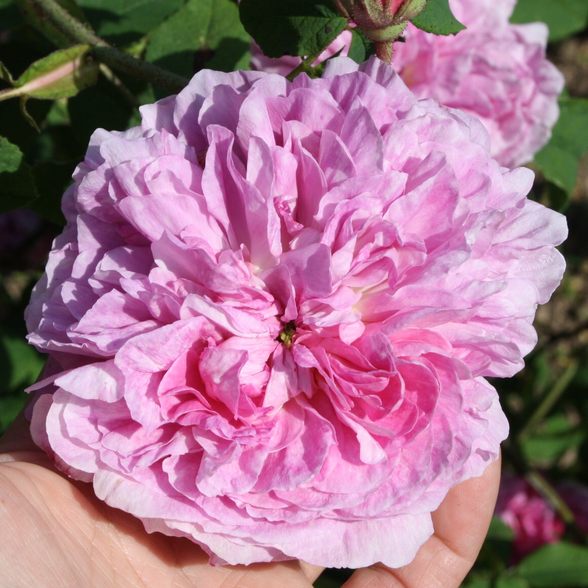 Nouvelle Pivoine – Bild 2