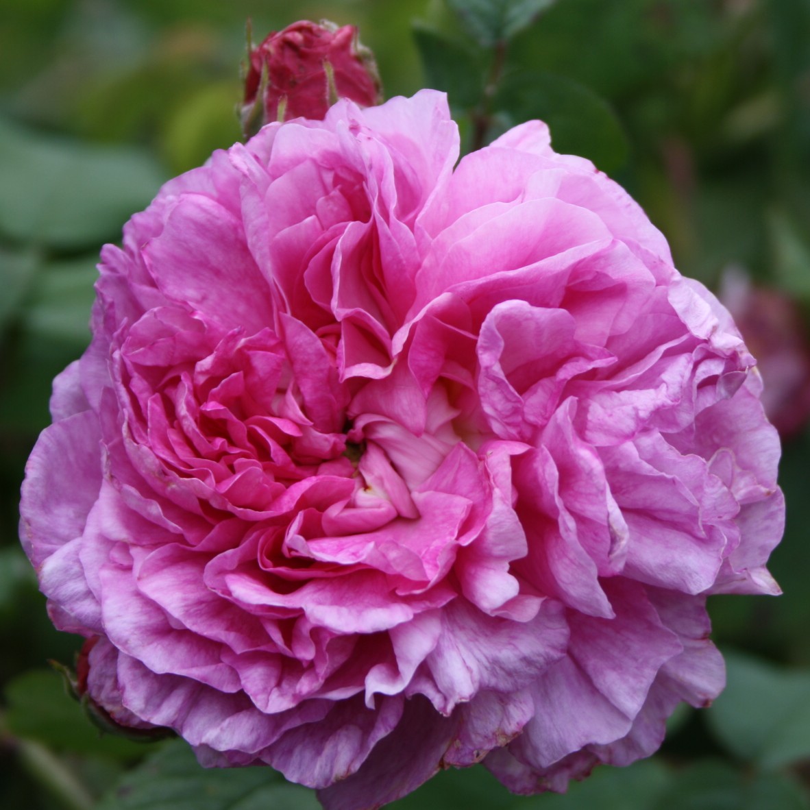 Nouvelle Pivoine – Bild 3